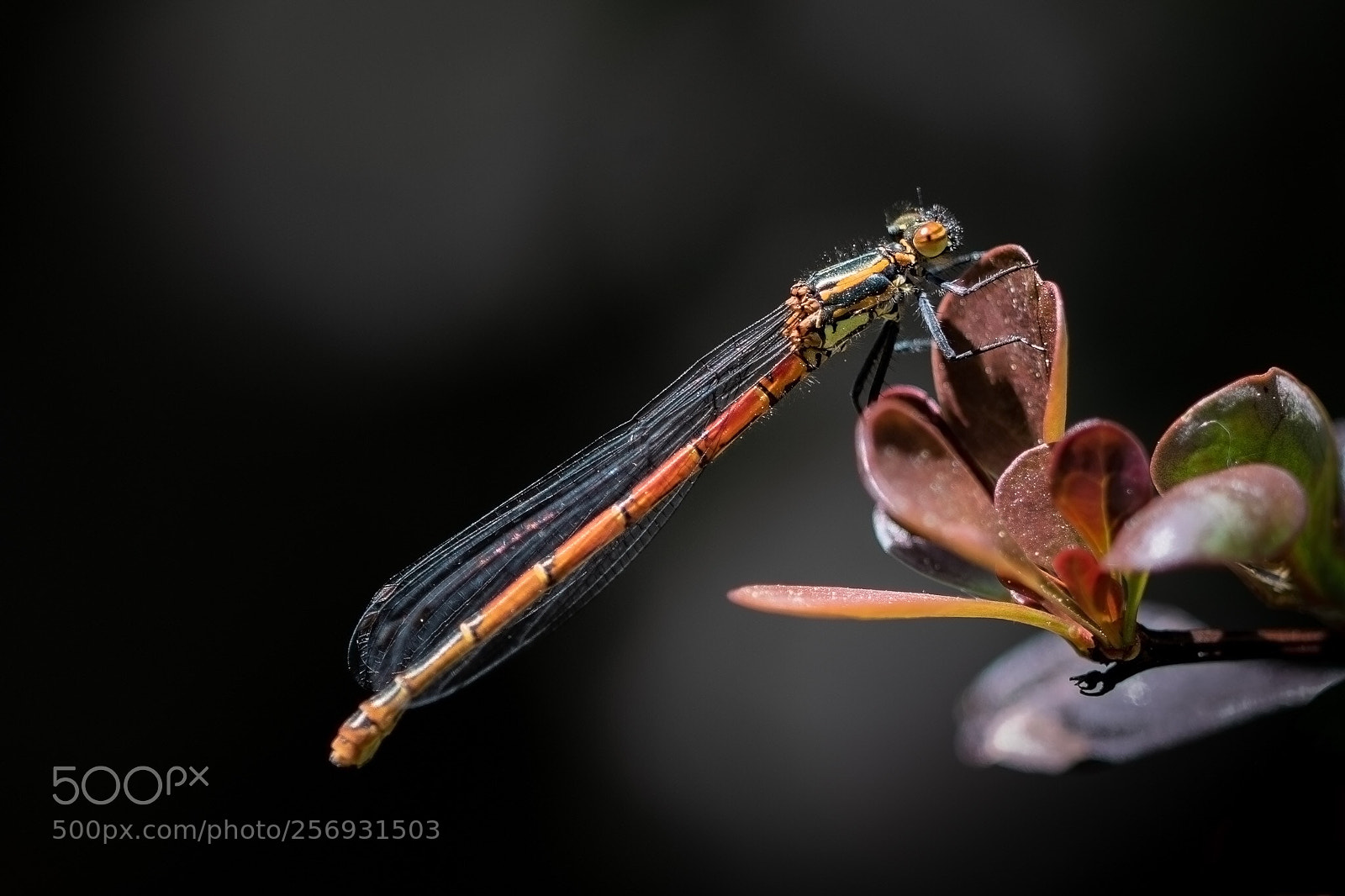 Canon EOS 7D Mark II sample photo. Damselfly  photography