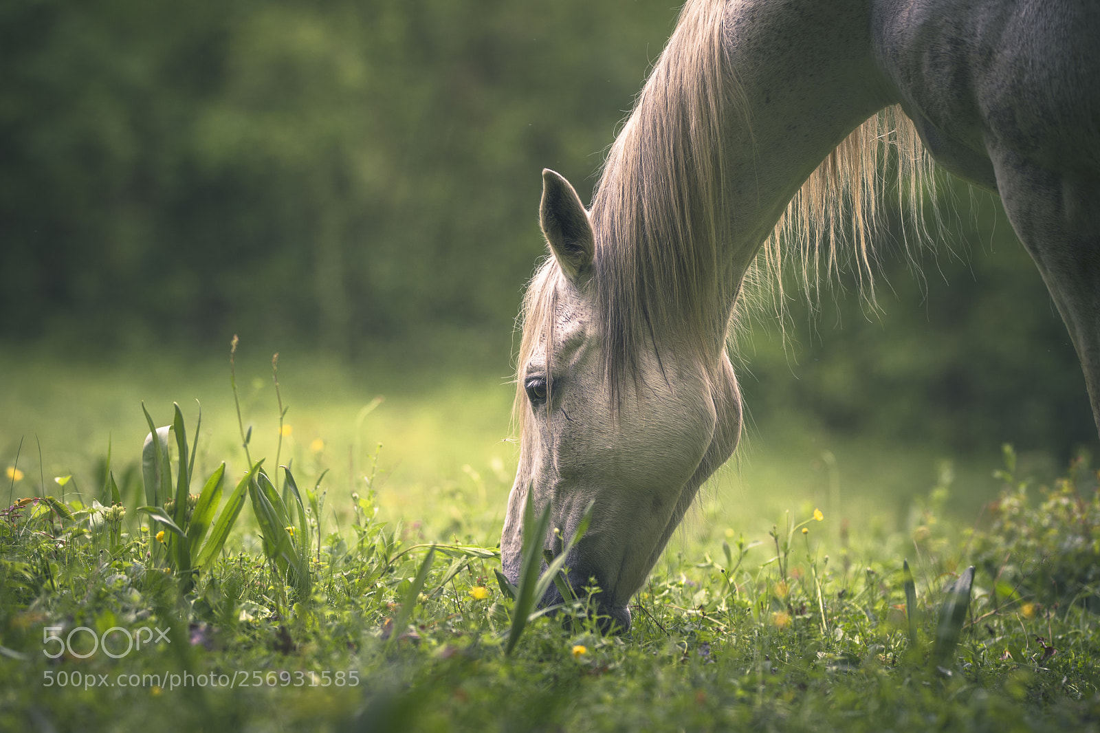 Nikon D7200 sample photo. In the meadow photography