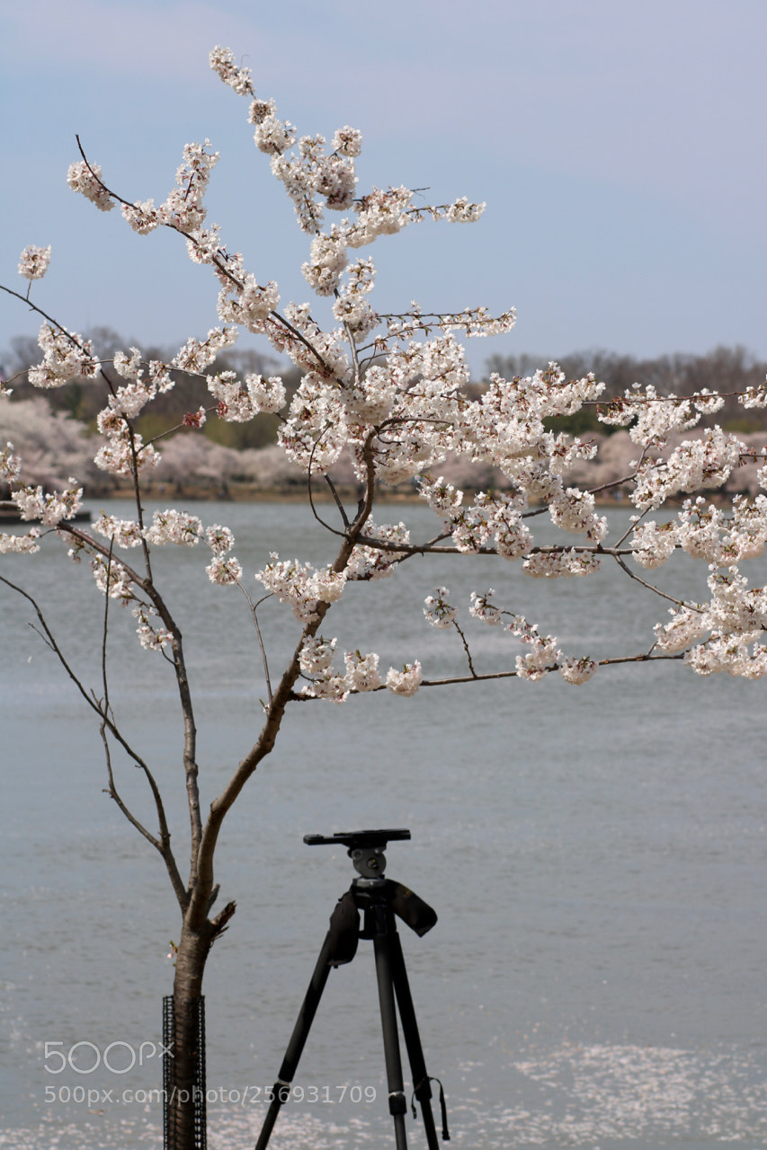 Canon EOS 750D (EOS Rebel T6i / EOS Kiss X8i) sample photo. April mood photography
