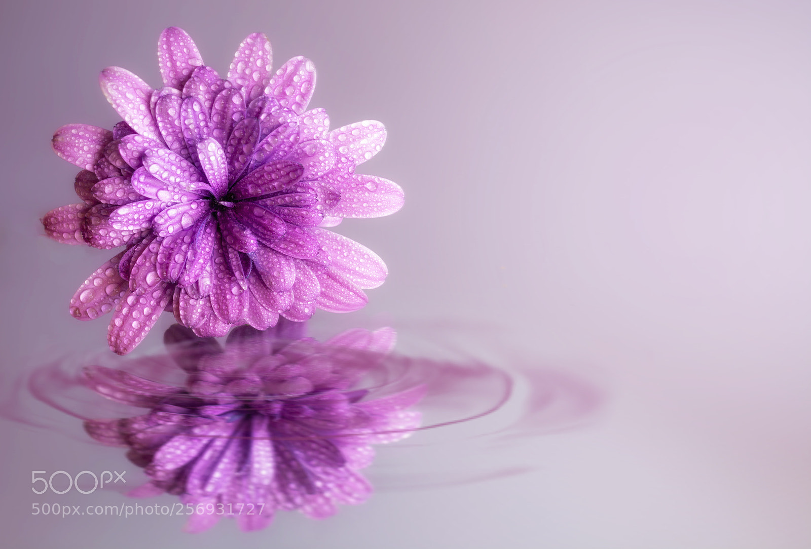 Nikon D7100 sample photo. Reflections photography