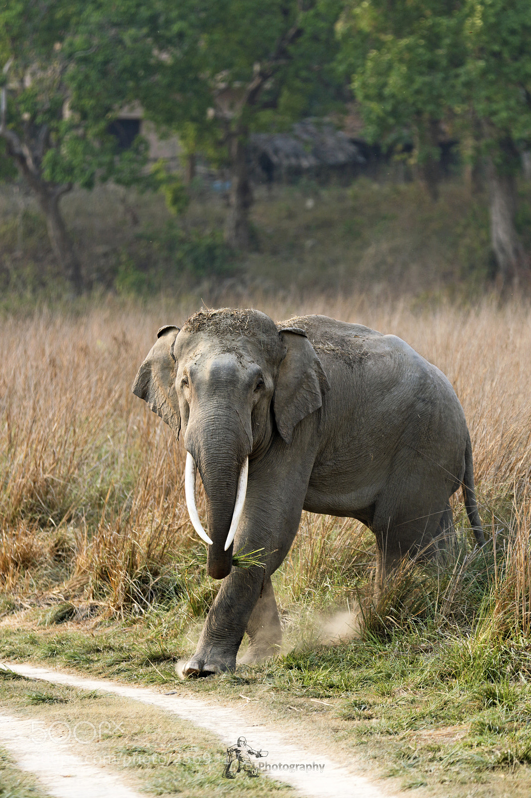 Canon EOS 7D Mark II sample photo. Elephant (tusker) photography