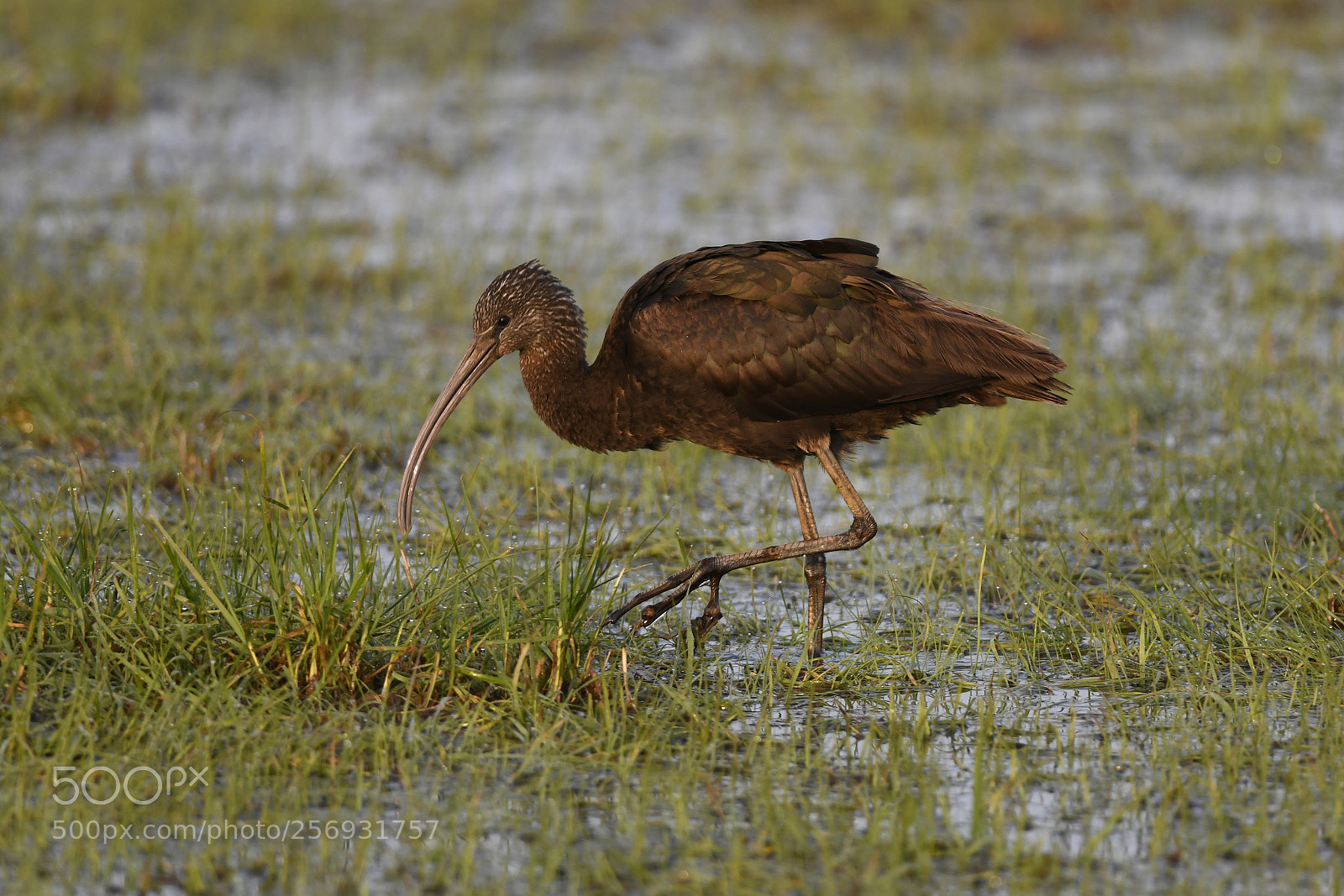 Nikon D850 sample photo. Glossy ibis, northumberland, england photography