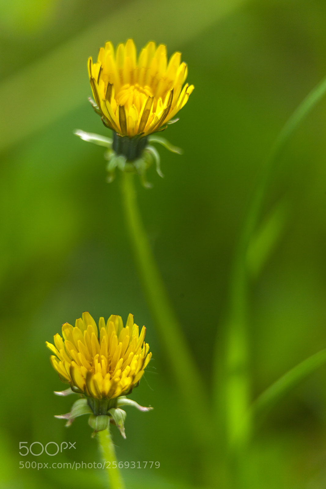 Canon EOS 5D Mark II sample photo. Untitled photography
