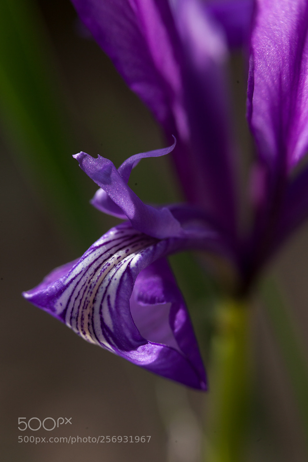 Canon EOS 5D Mark II sample photo. Untitled photography