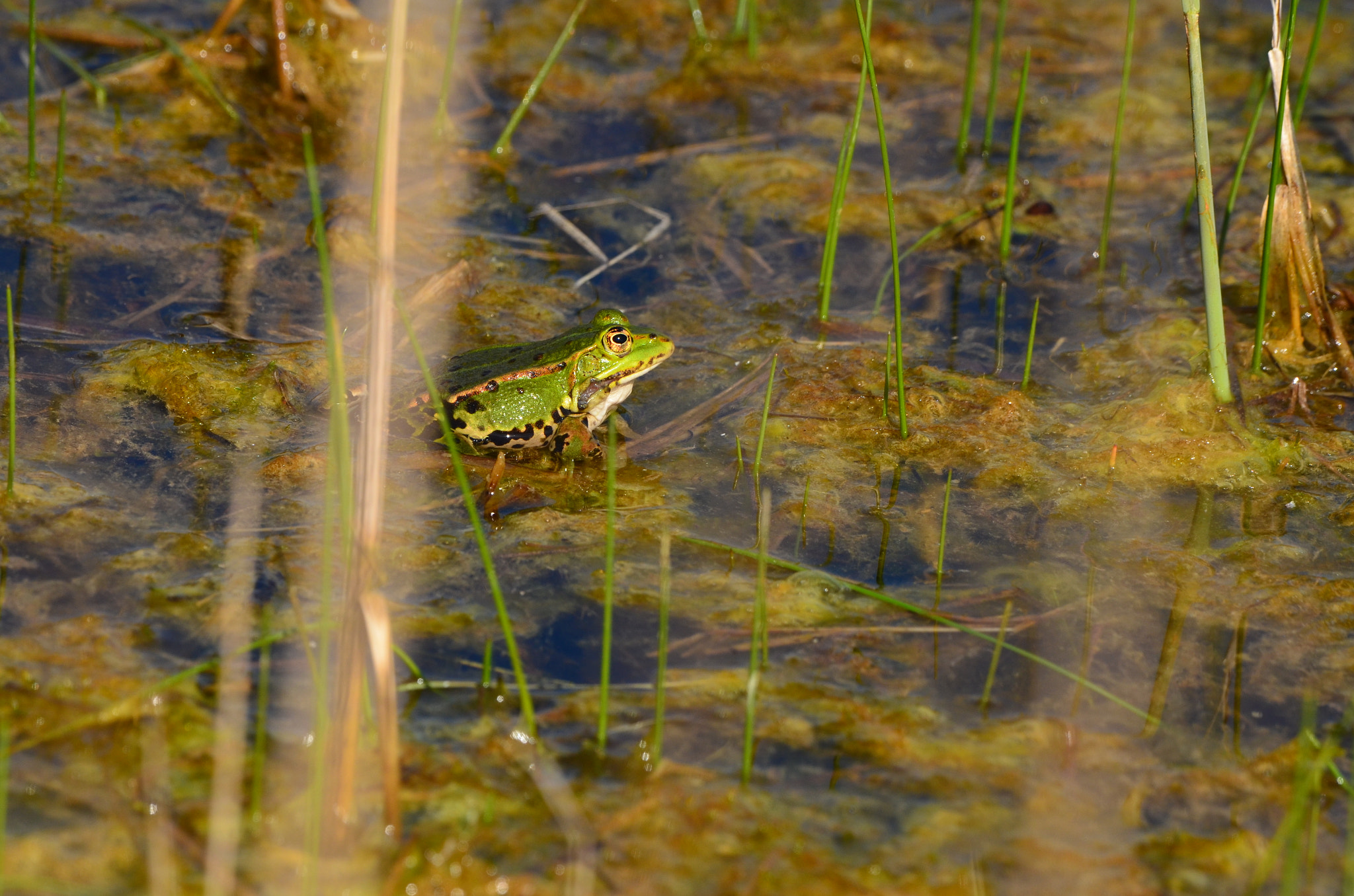 Nikon D7000 + Nikon AF-S Nikkor 200-500mm F5.6E ED VR sample photo. Grenouille verte photography