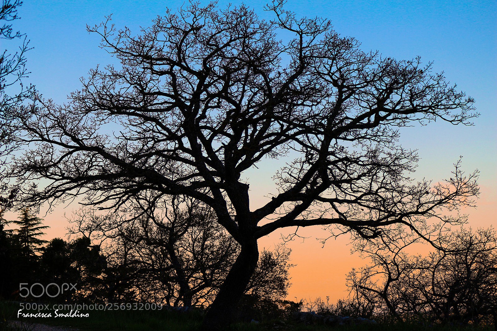 Canon EOS 100D (EOS Rebel SL1 / EOS Kiss X7) sample photo. Grande quercia al tramonto photography