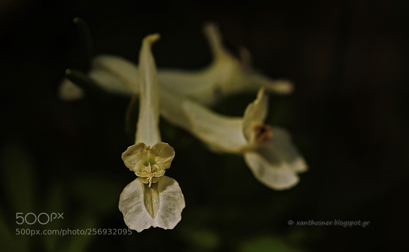 Canon EOS 550D (EOS Rebel T2i / EOS Kiss X4) sample photo. Corydalis sp photography