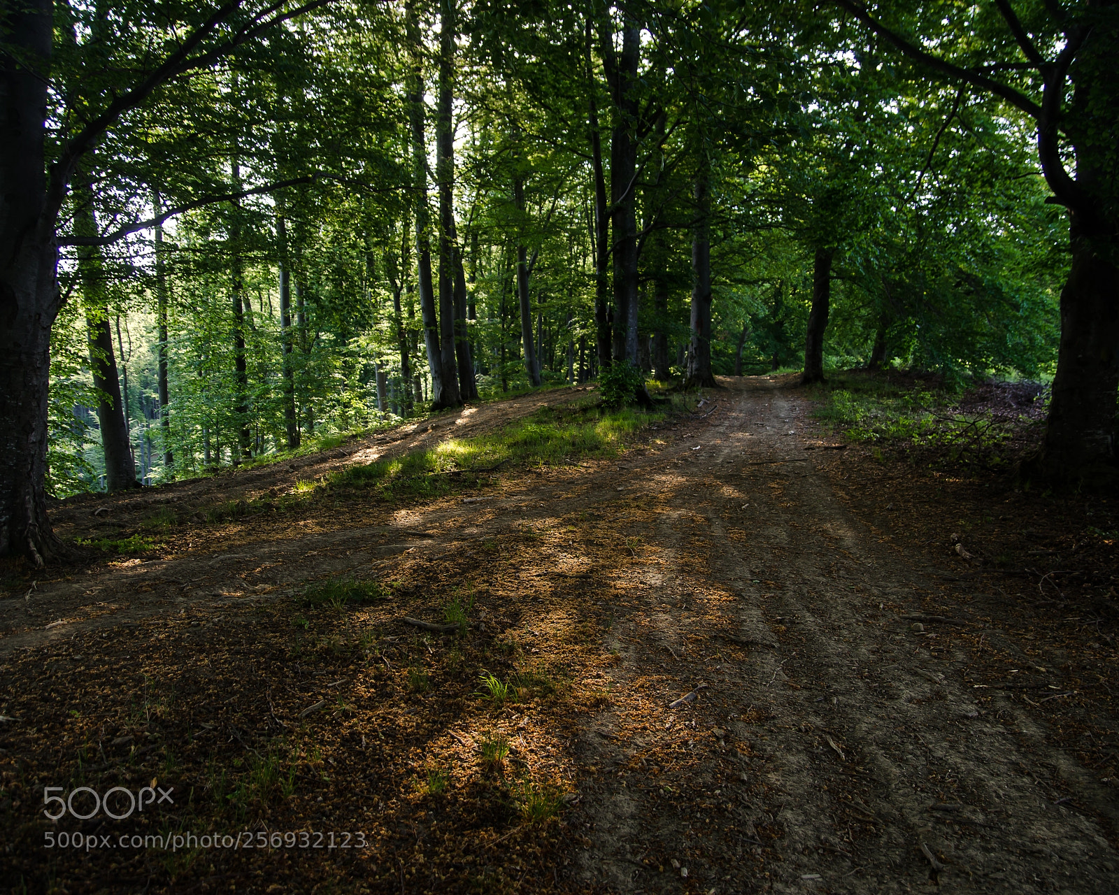Nikon D5100 sample photo. Piercing light photography
