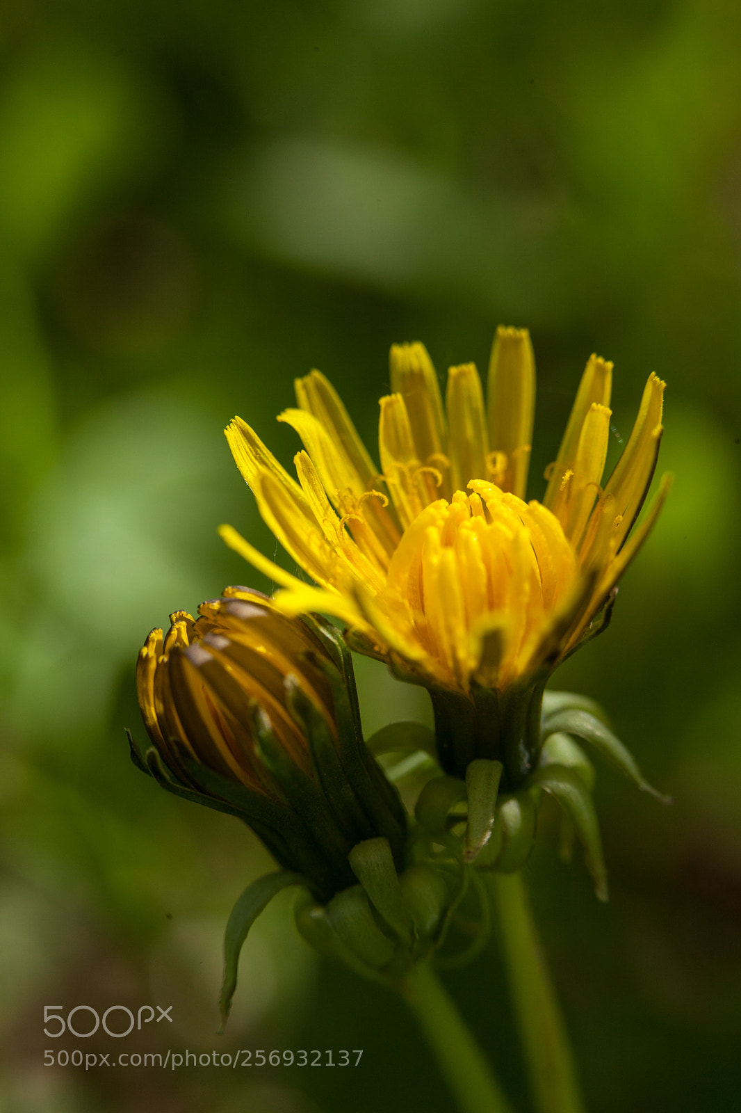 Canon EOS 5D Mark II sample photo. Untitled photography