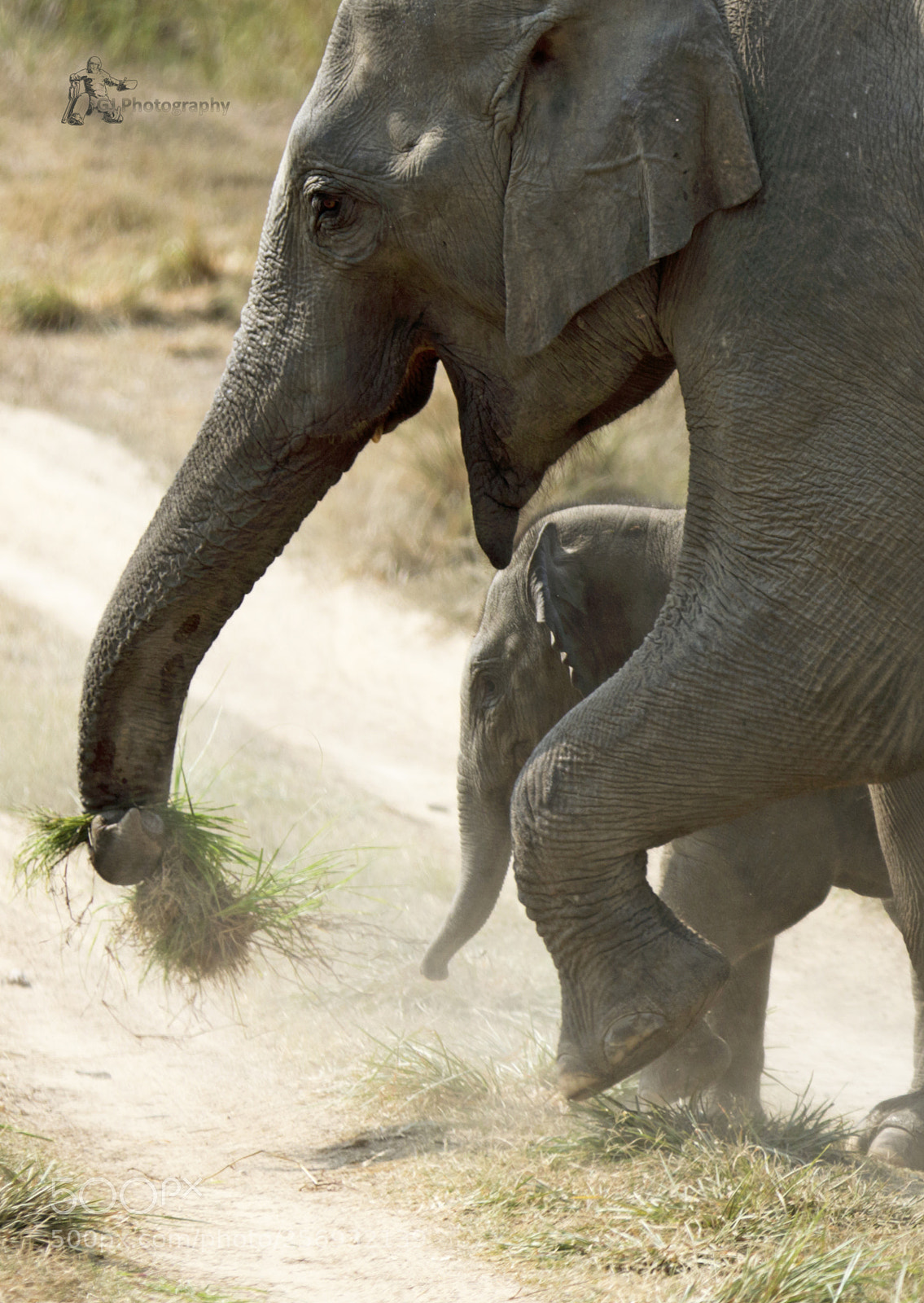 Canon EOS 7D Mark II sample photo. Elephant photography