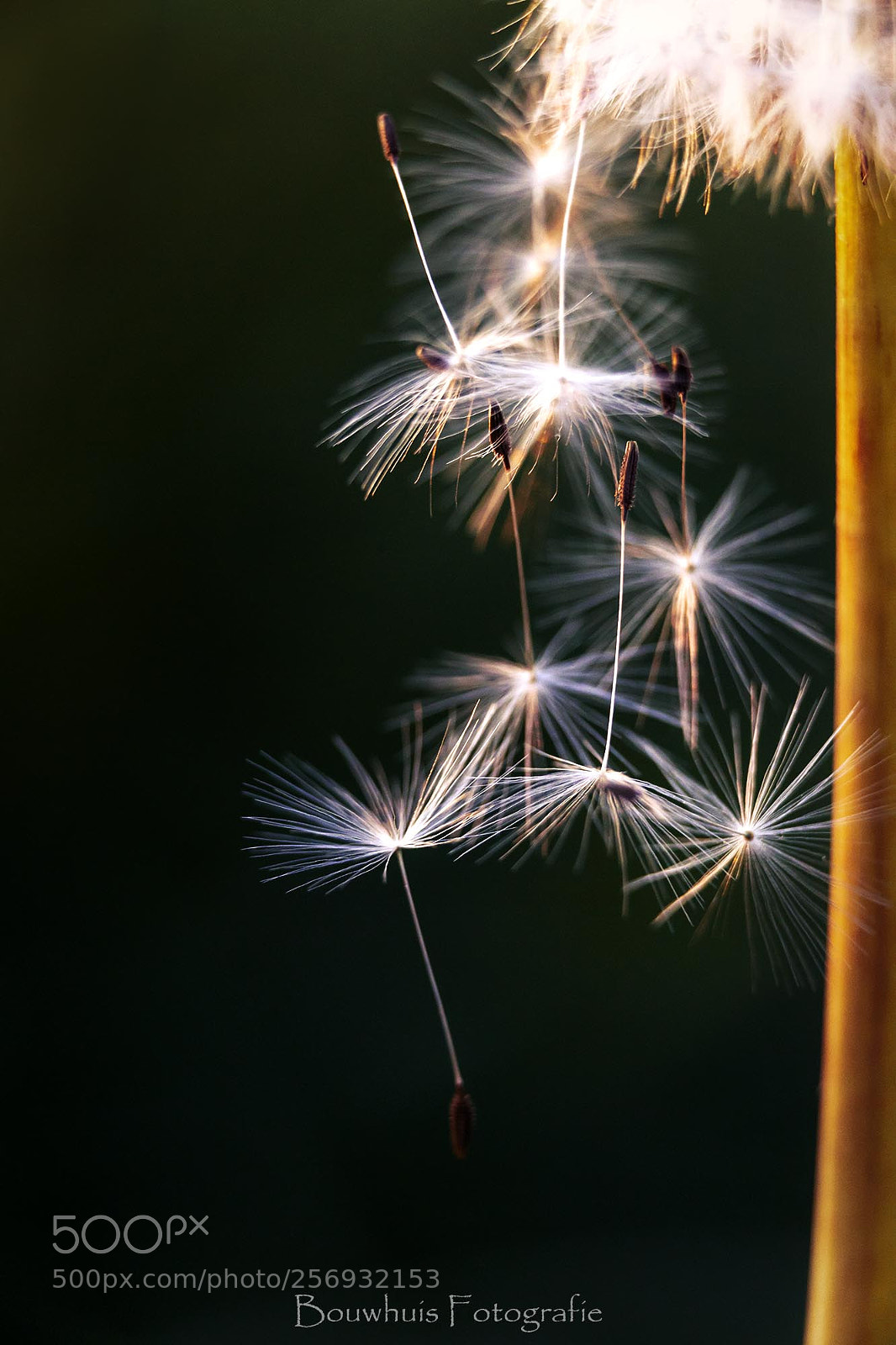 Canon EOS 5D Mark II sample photo. Dandelion photography