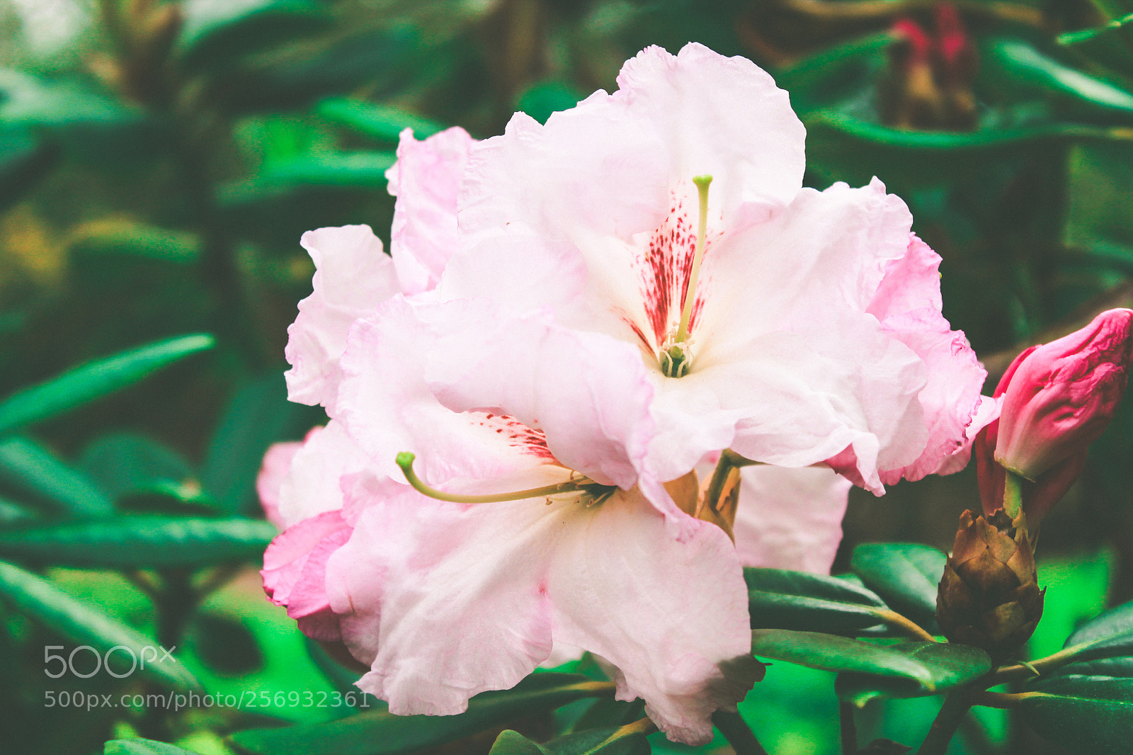 Canon EOS 1100D (EOS Rebel T3 / EOS Kiss X50) sample photo. Pink beauty in a photography