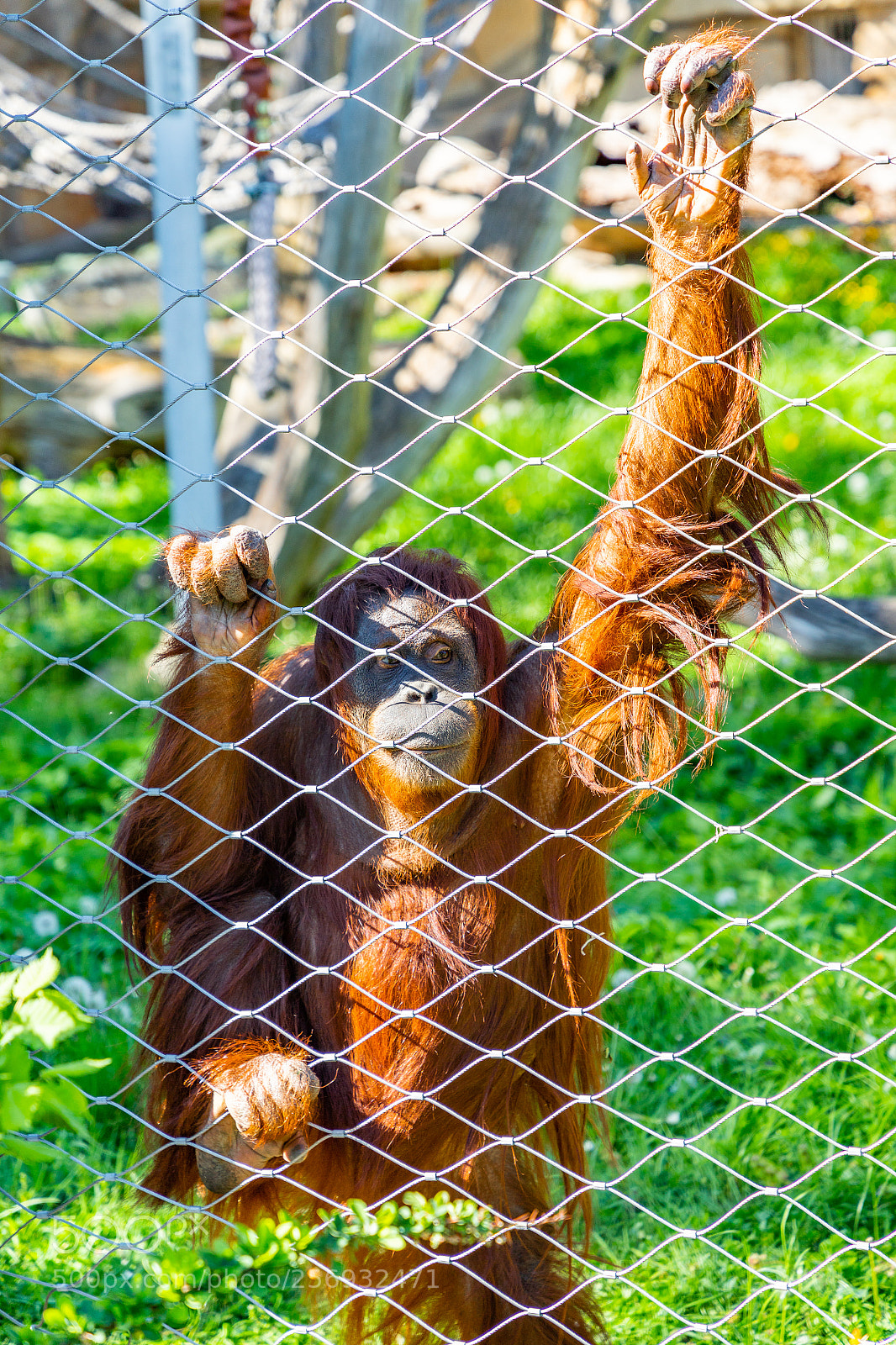 Canon EOS 6D Mark II sample photo. Imprisonment photography