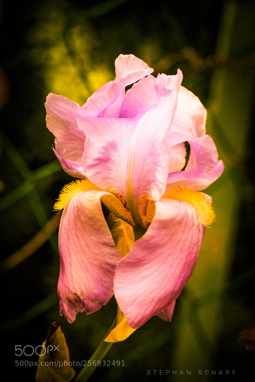 Fujifilm X-T10 sample photo. A lily photography