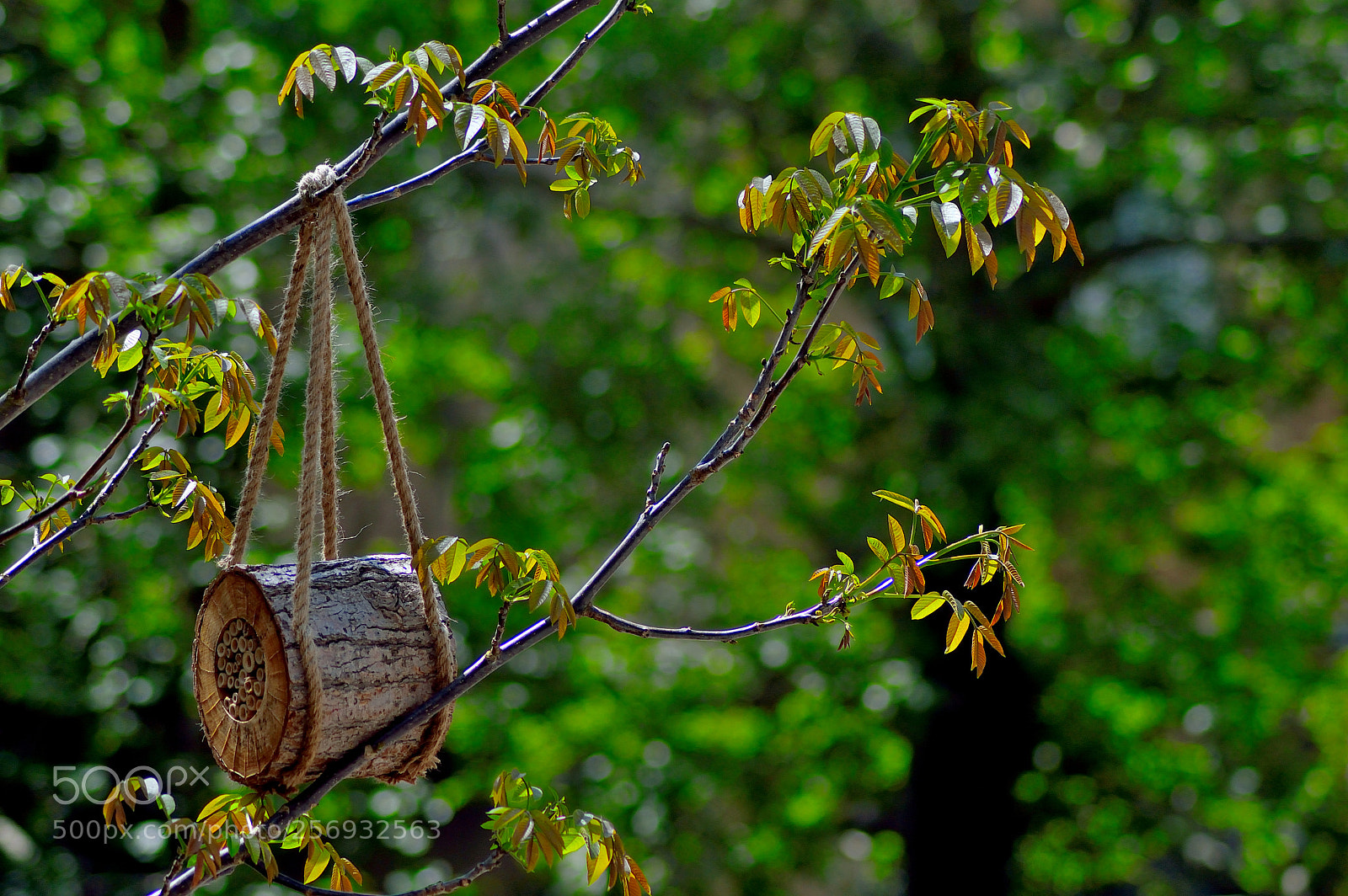 Nikon D3200 sample photo. In the cherry tree photography