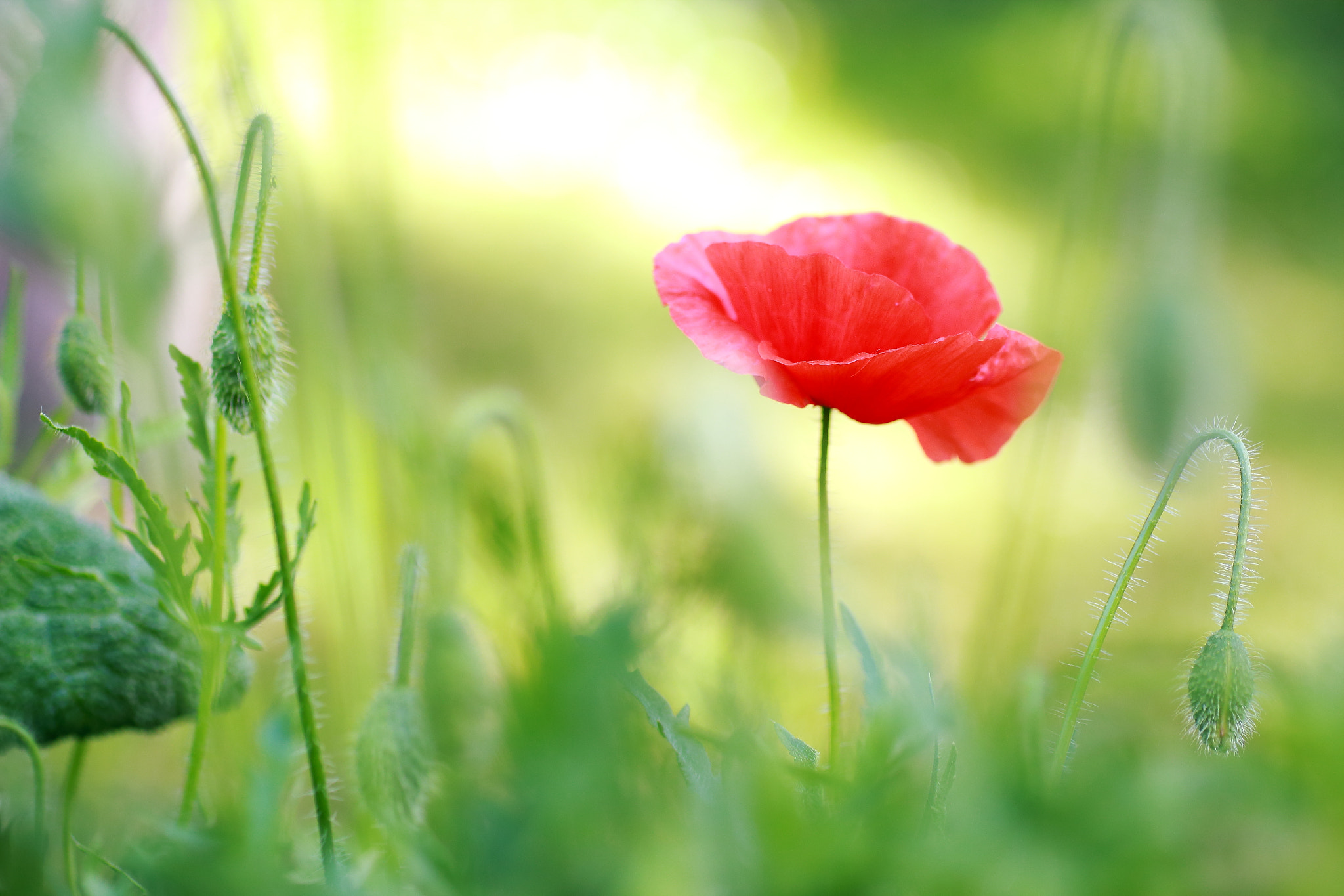 Sigma 50mm f/1.4 EX DG HSM + 1.4x sample photo. Flower photography