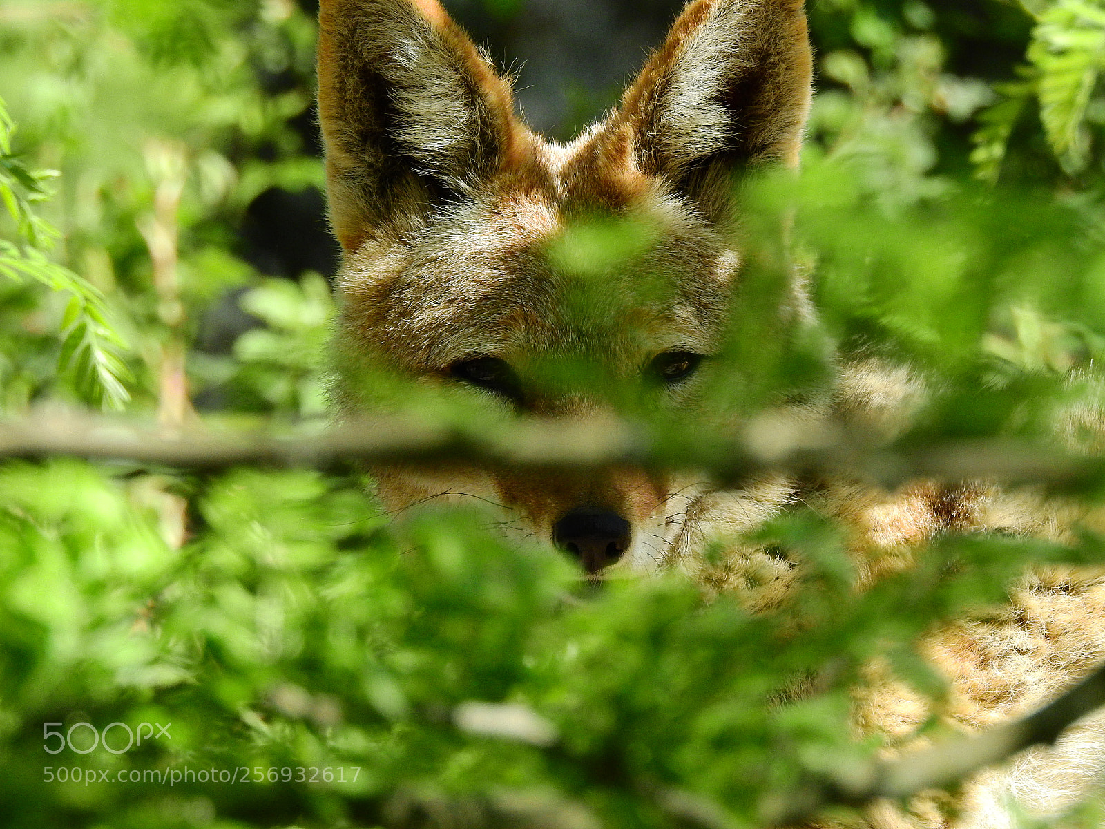 Nikon Coolpix P900 sample photo. Black-backed jackal photography