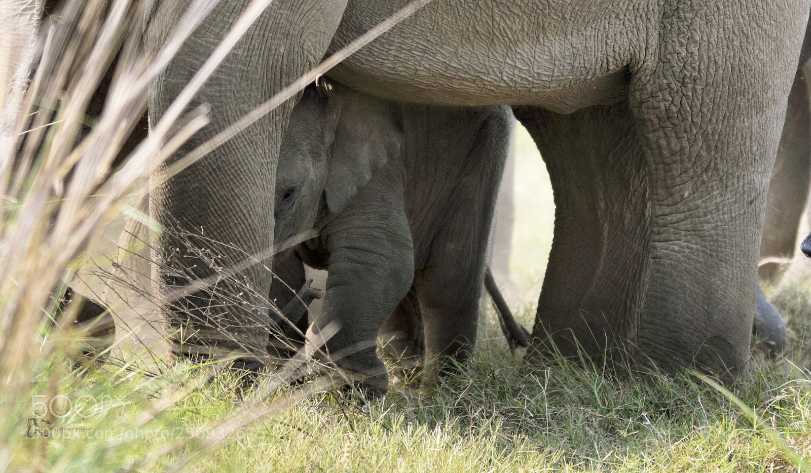 Canon EOS 7D Mark II sample photo. Elephants photography