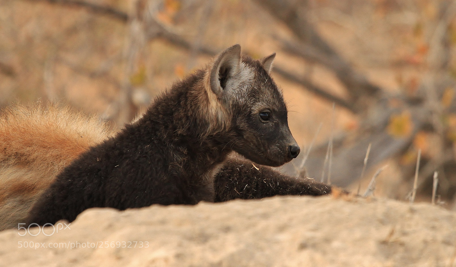 Canon EOS 7D sample photo. Precious hyena cub photography