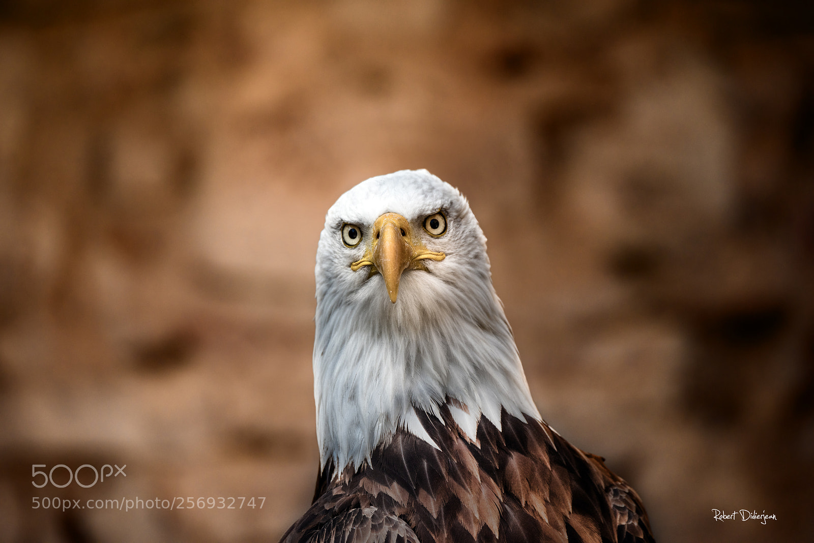 Nikon D810 sample photo. Bald eagle photography