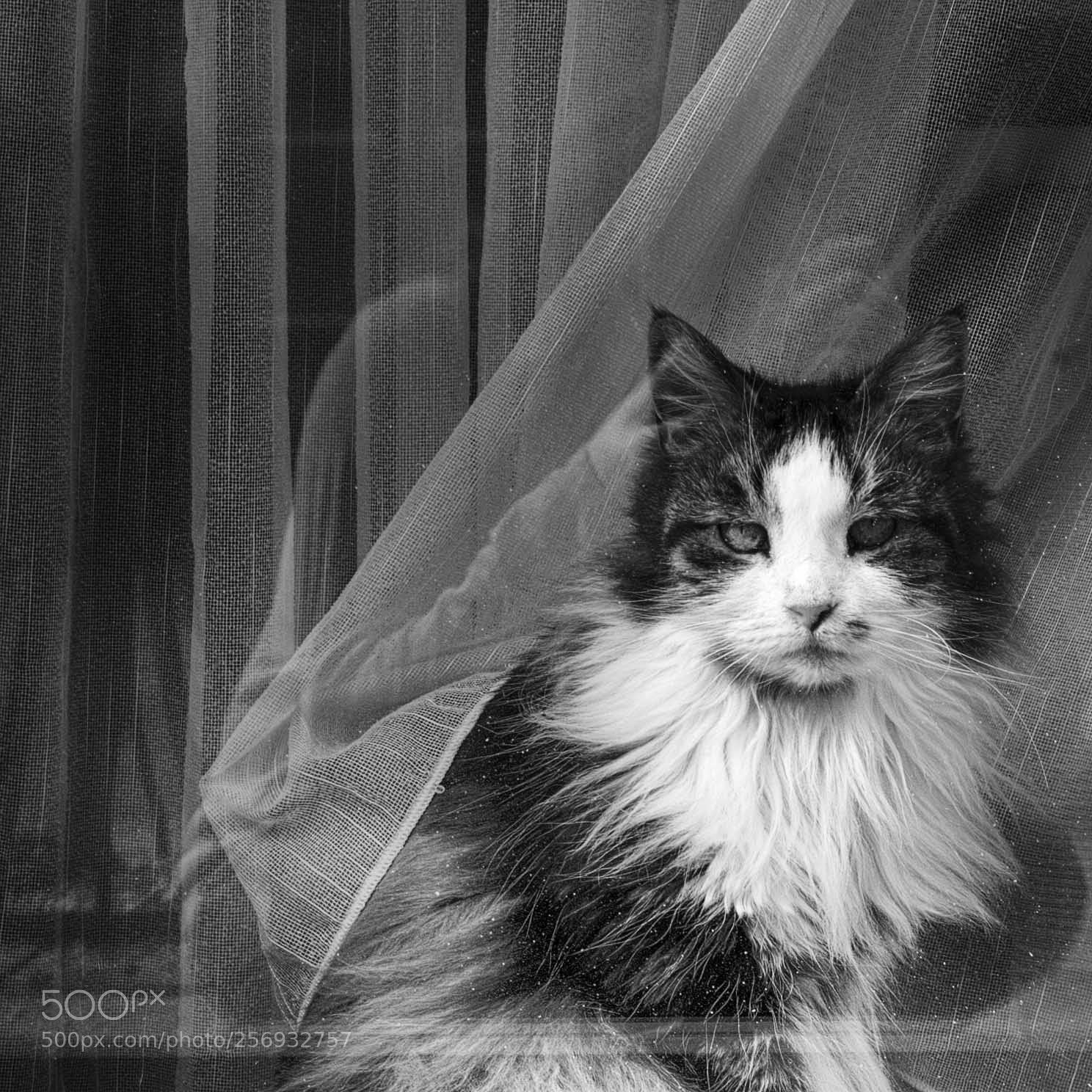 Leica M9 sample photo. Le chat photography