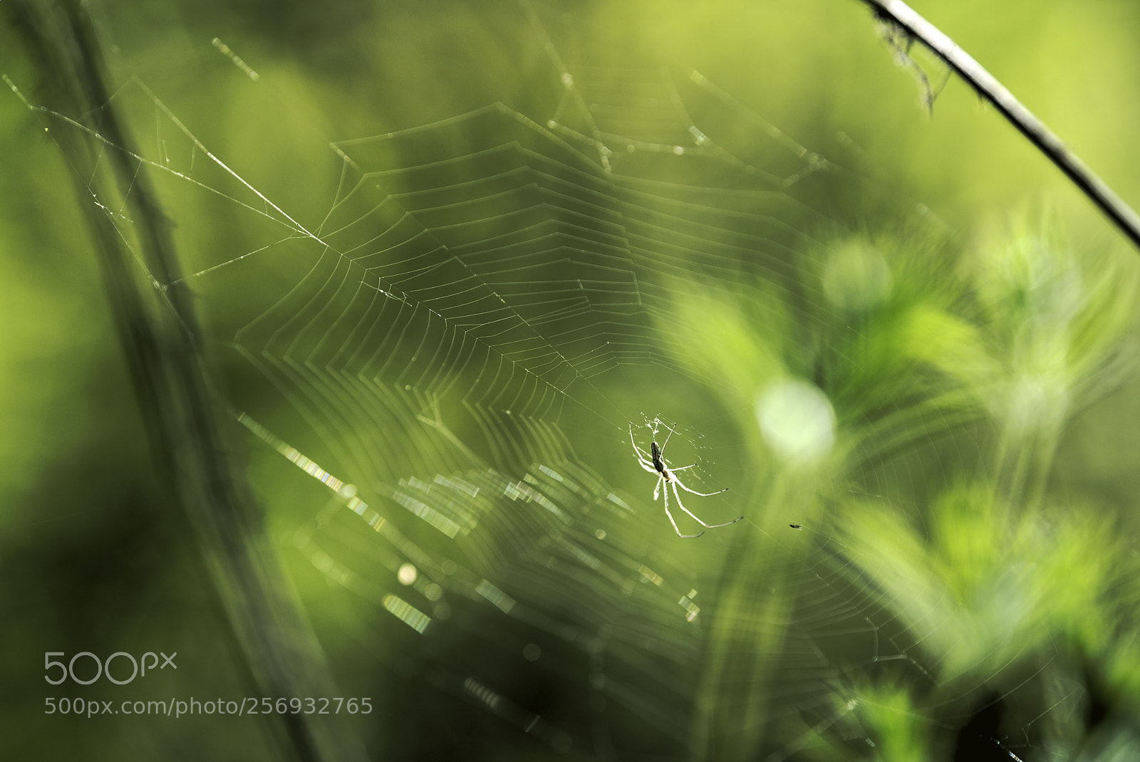 Nikon D750 sample photo. Spider photography