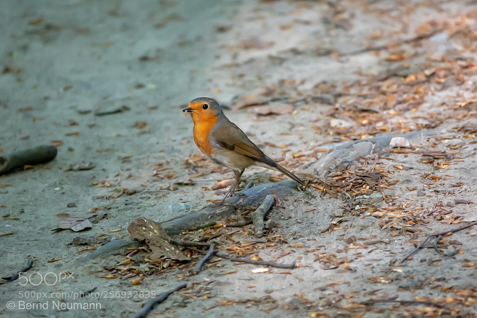 Nikon D750 sample photo. Rotkehlchen photography