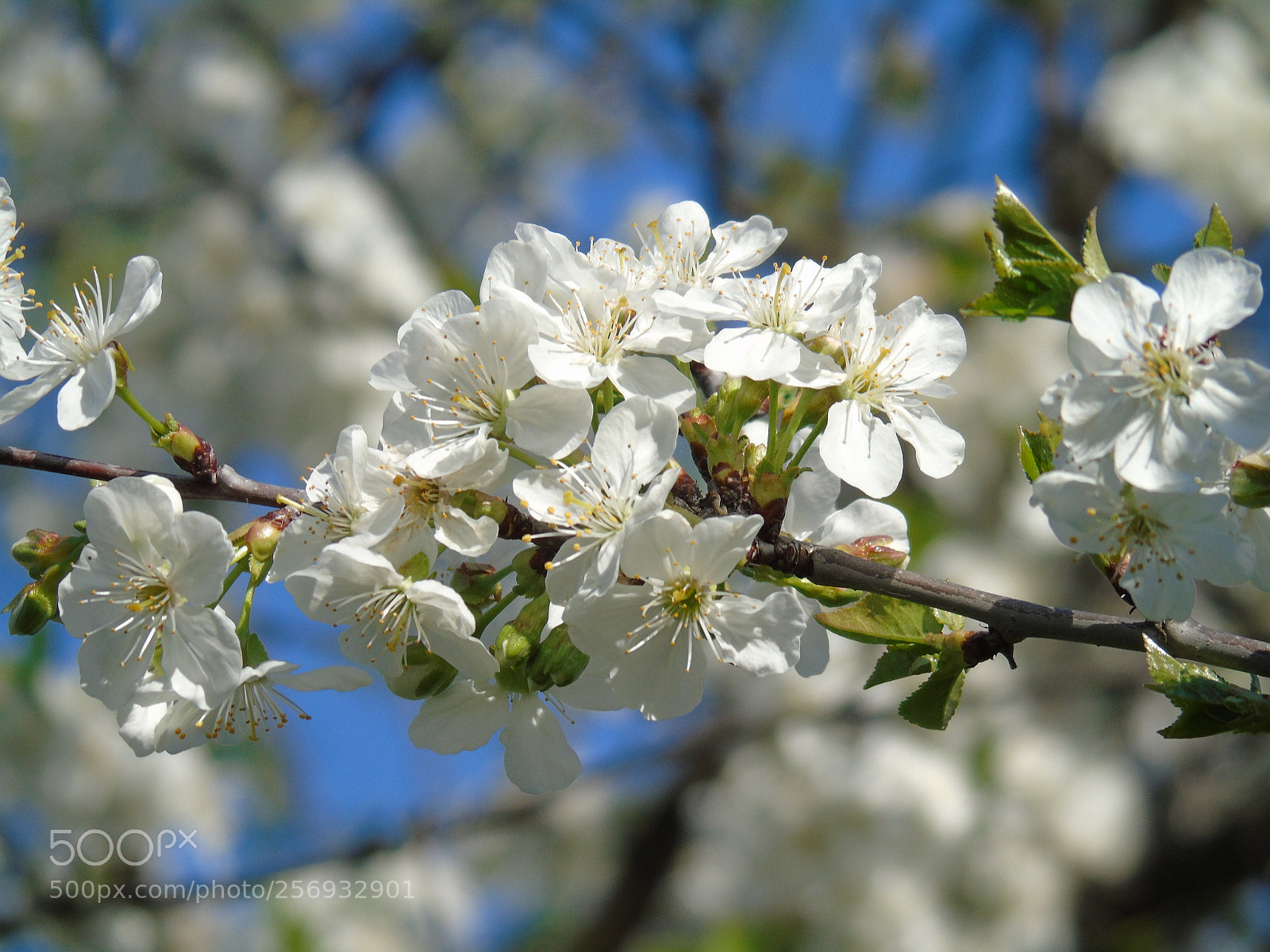 Sony Cyber-shot DSC-H400 sample photo. Beautiful day photography