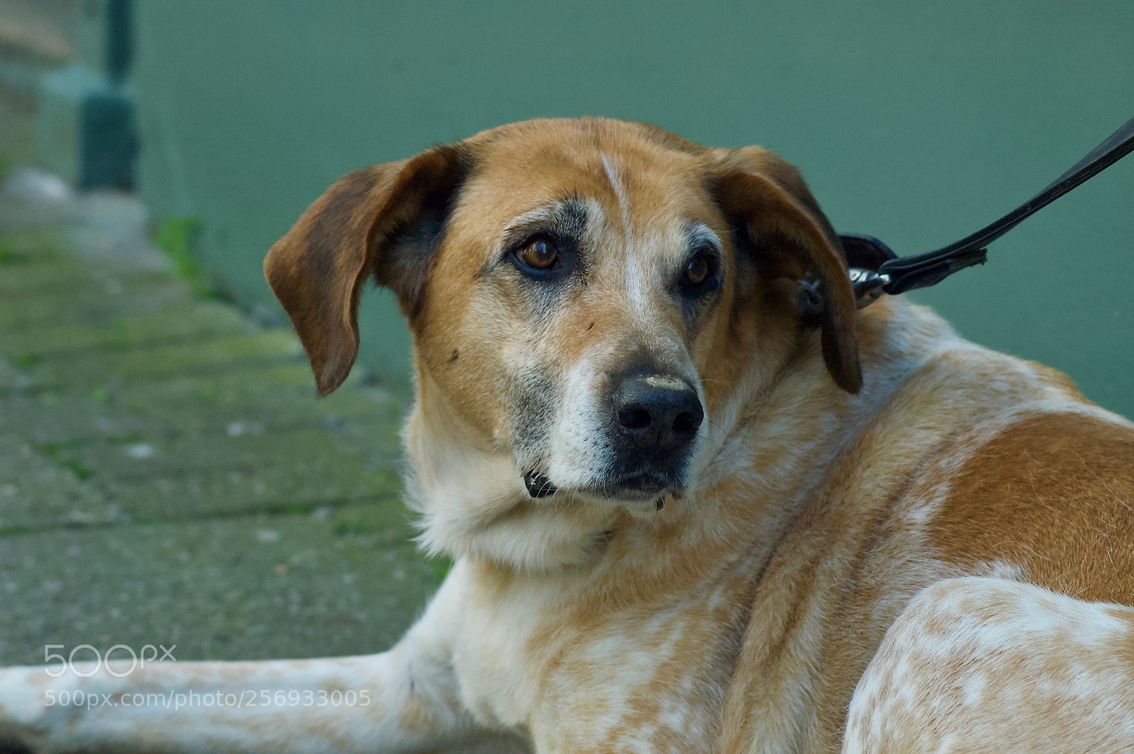 Nikon D70 sample photo. Dog photography