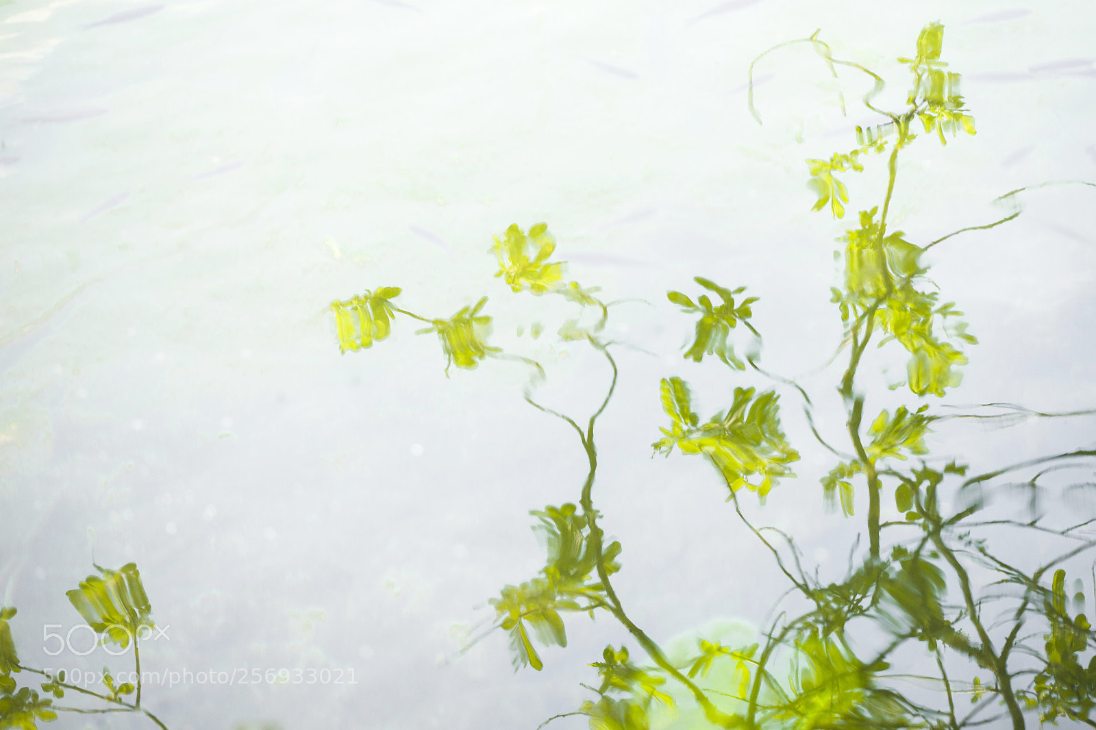 Canon EOS 5D Mark II sample photo. Entre min ral et photography