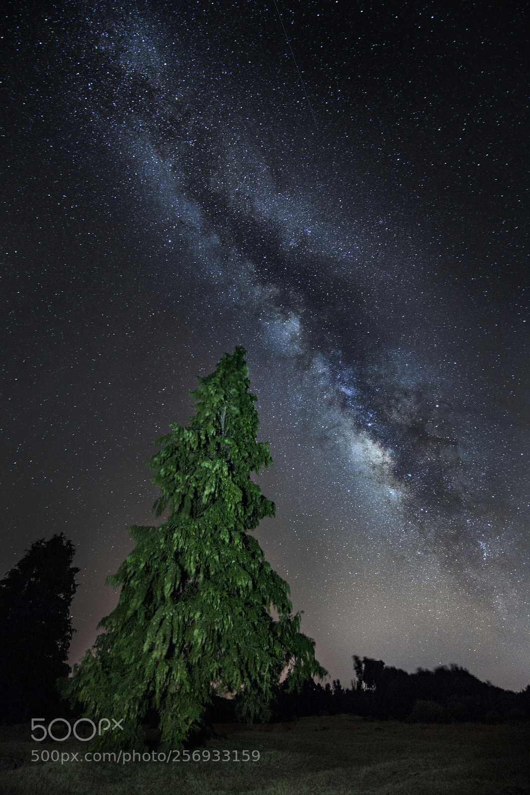 Canon EOS 5D Mark II sample photo. Milky way over tree photography