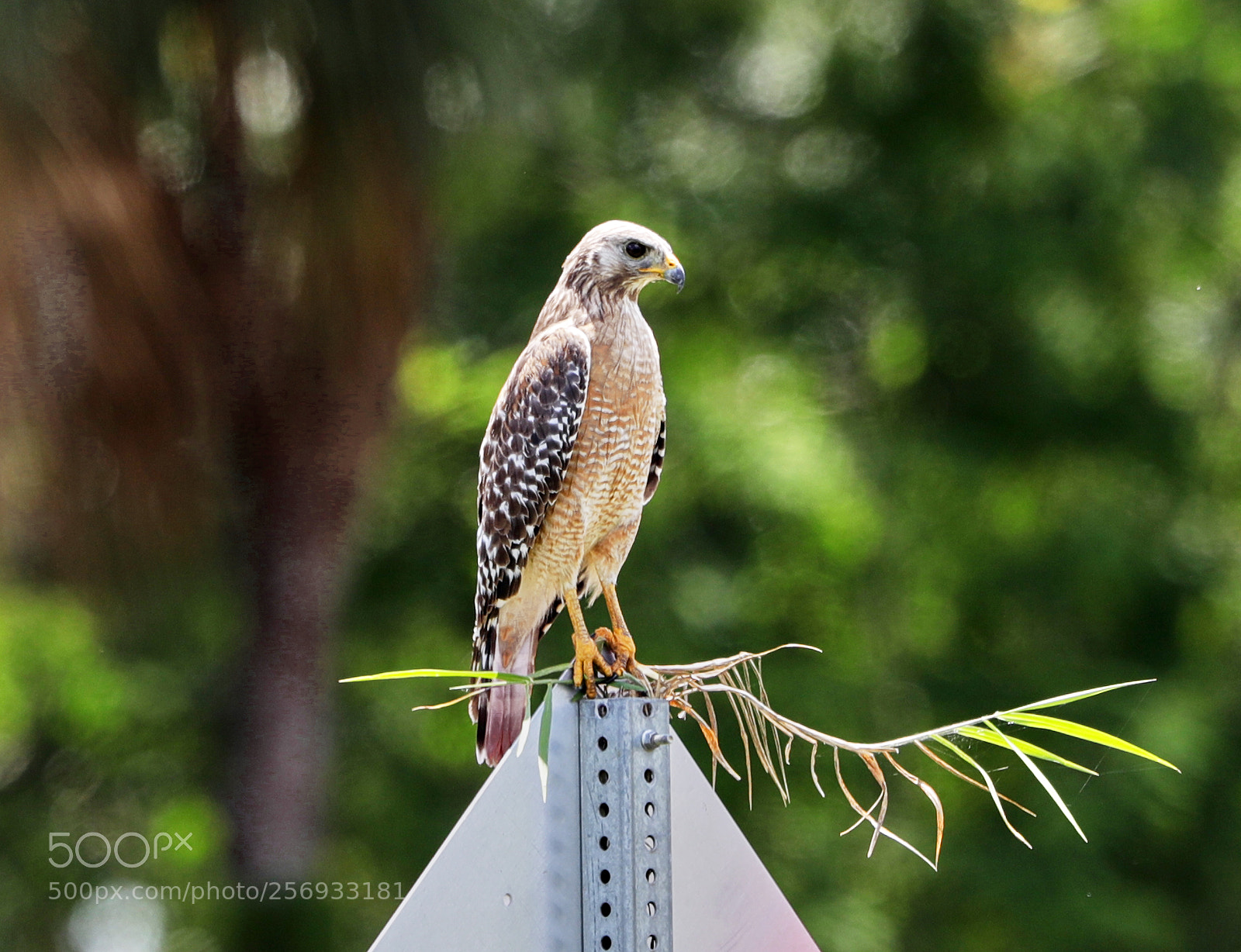 Canon EOS-1D X Mark II sample photo. 05-07-18-0016524.jpg photography