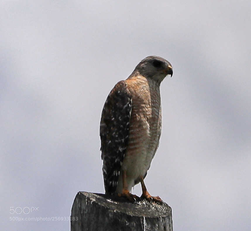 Canon EOS-1D X Mark II sample photo. 05-07-18-0016520.jpg photography