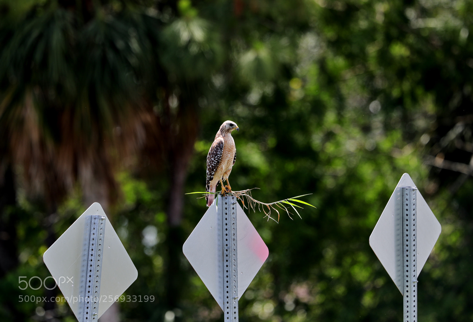 Canon EOS-1D X Mark II sample photo. 05-07-18-0016523.jpg photography