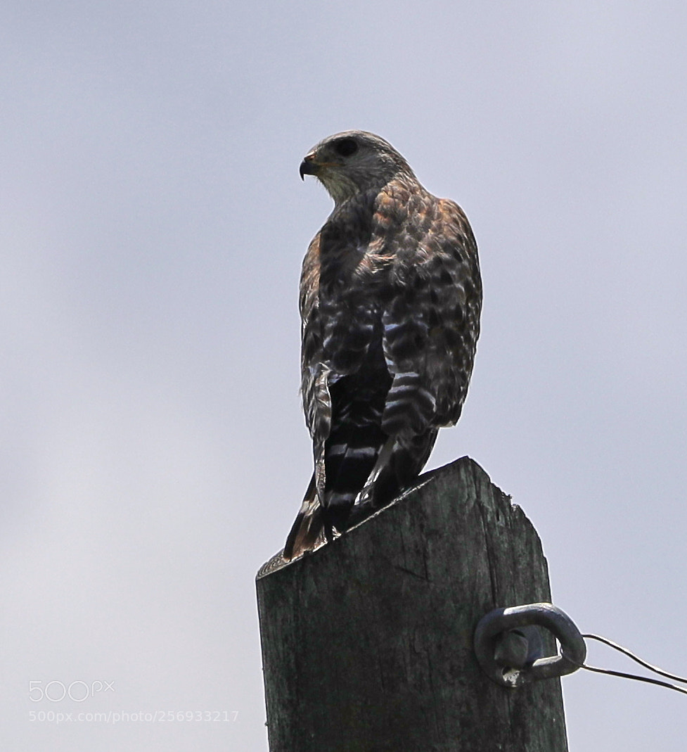 Canon EOS-1D X Mark II sample photo. 05-07-18-0016539.jpg photography
