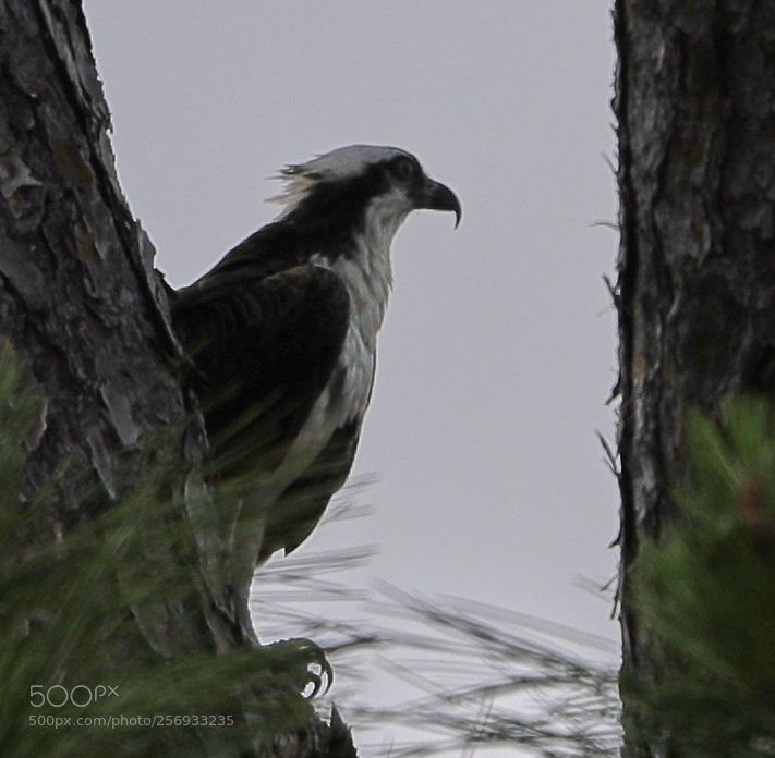 Canon EOS-1D X Mark II sample photo. 05-07-18-0016545.jpg photography