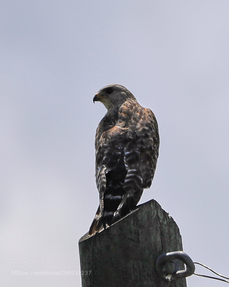 Canon EOS-1D X Mark II sample photo. 05-07-18-0016540.jpg photography