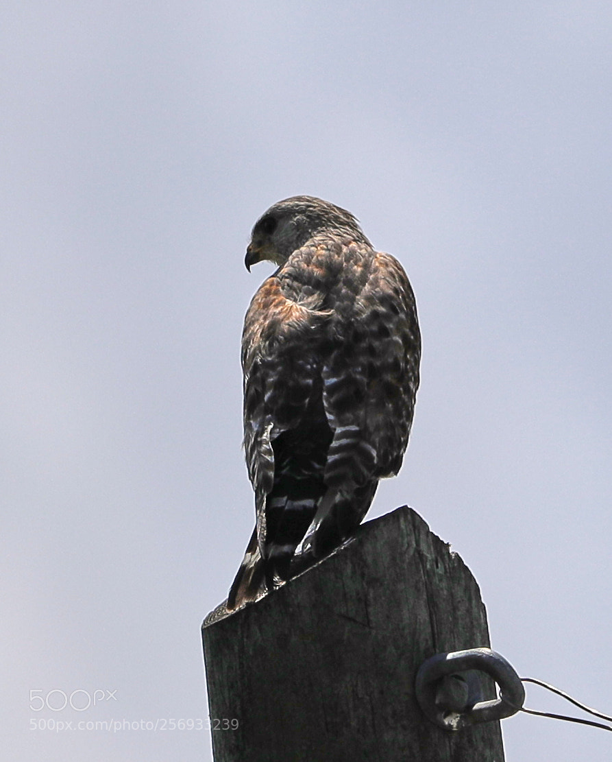 Canon EOS-1D X Mark II sample photo. 05-07-18-0016535.jpg photography