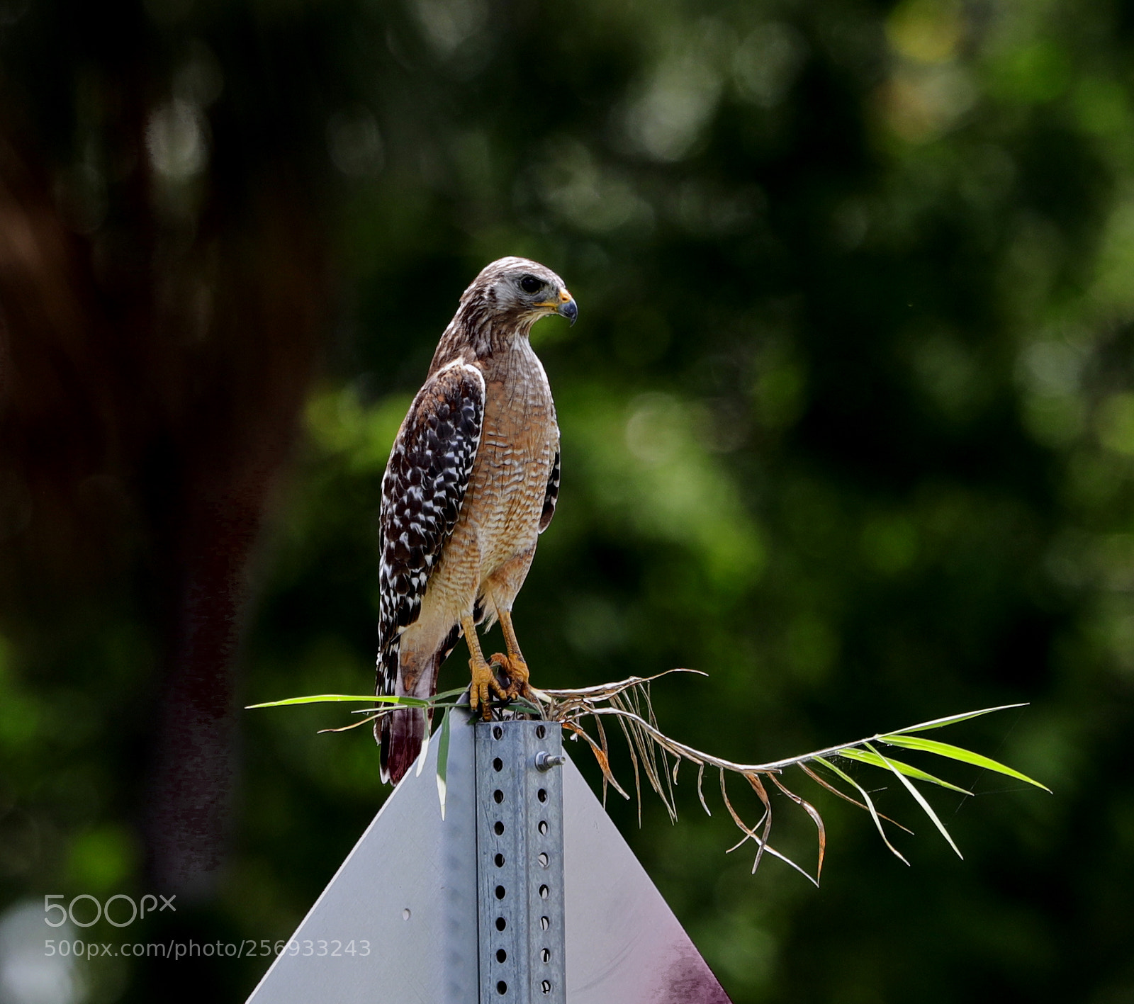 Canon EOS-1D X Mark II sample photo. 05-07-18-0016522.jpg photography