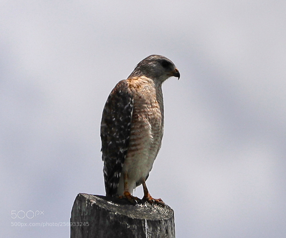 Canon EOS-1D X Mark II sample photo. 05-07-18-0016521.jpg photography