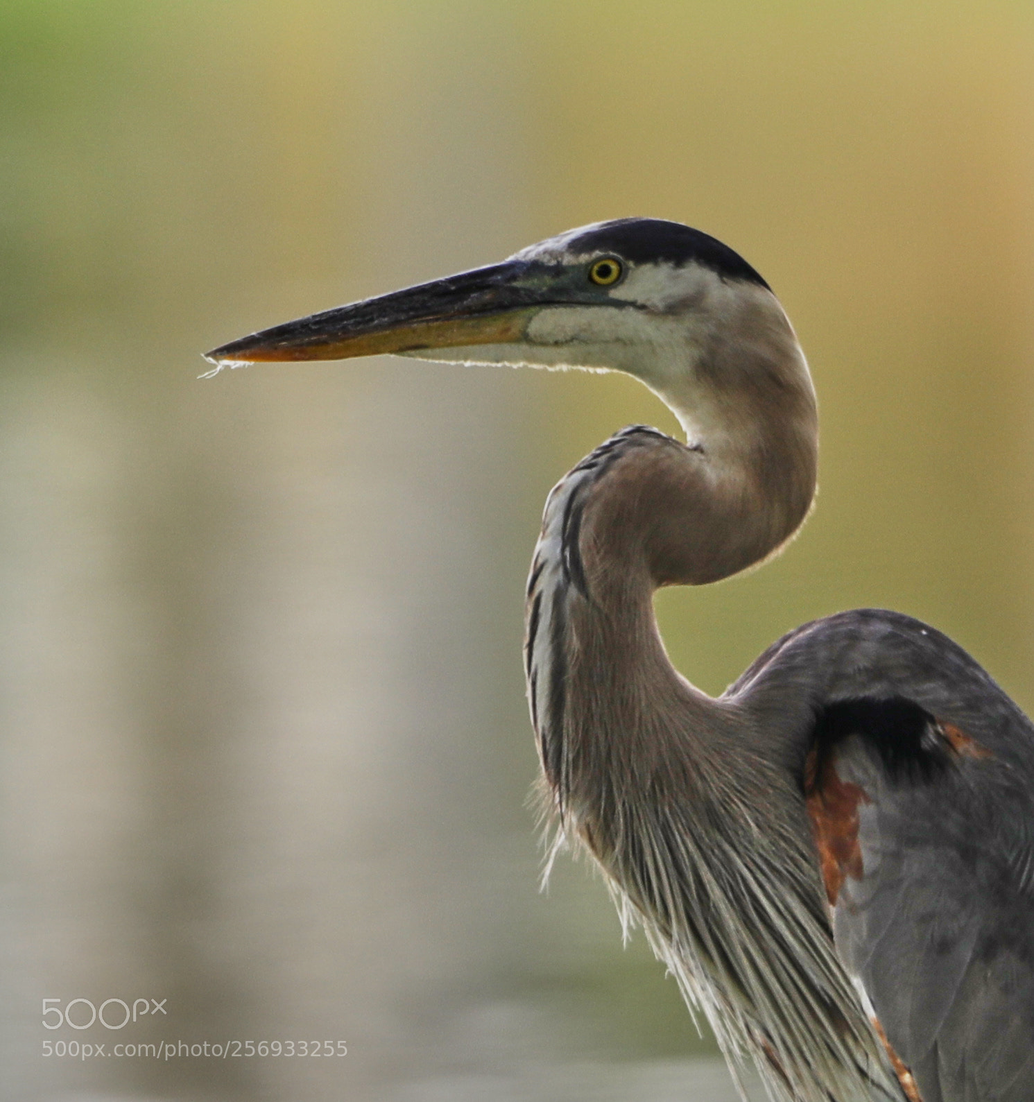 Canon EOS-1D X Mark II sample photo. 05-07-18-0016514.jpg photography