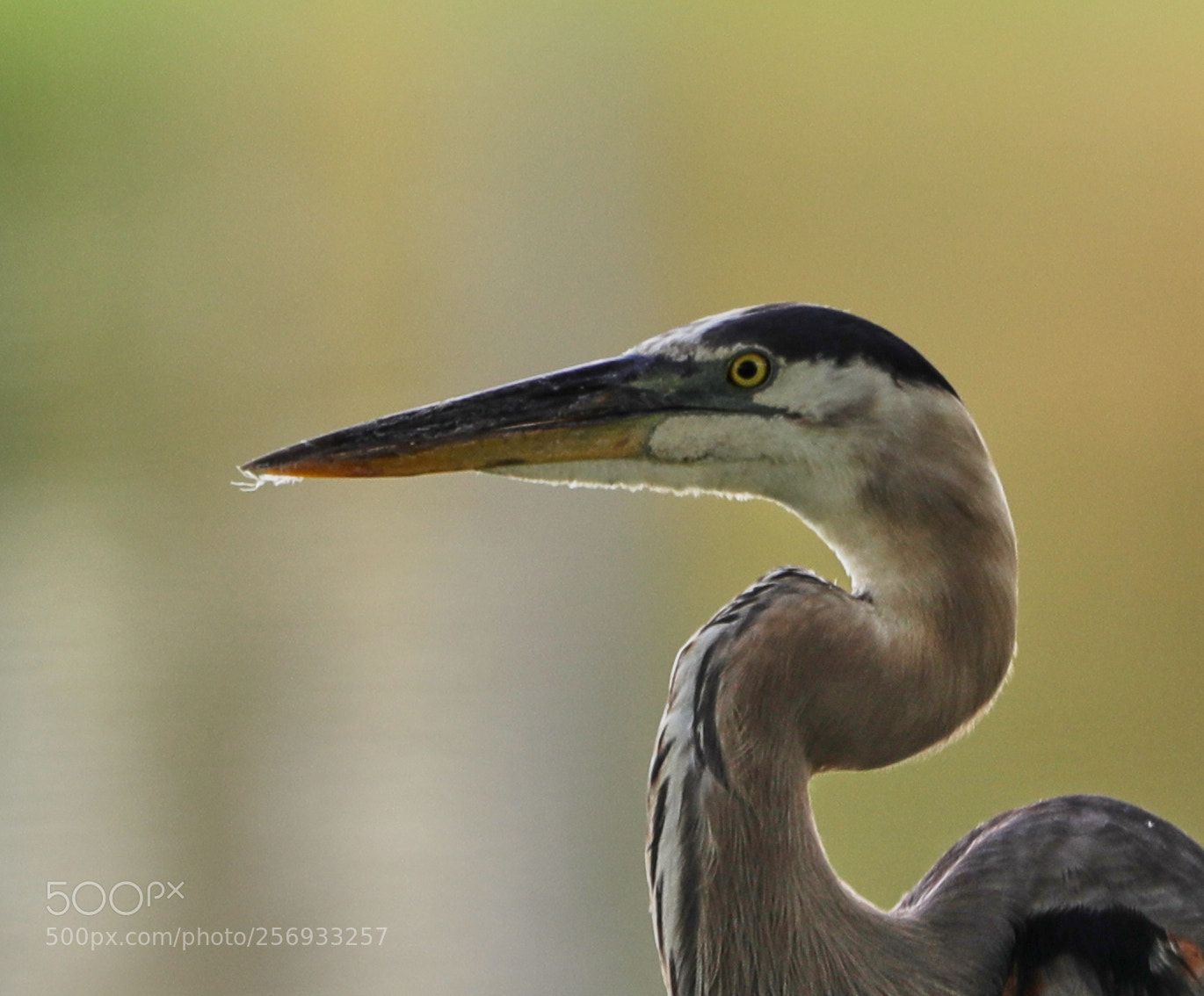 Canon EOS-1D X Mark II sample photo. 05-07-18-0016513.jpg photography