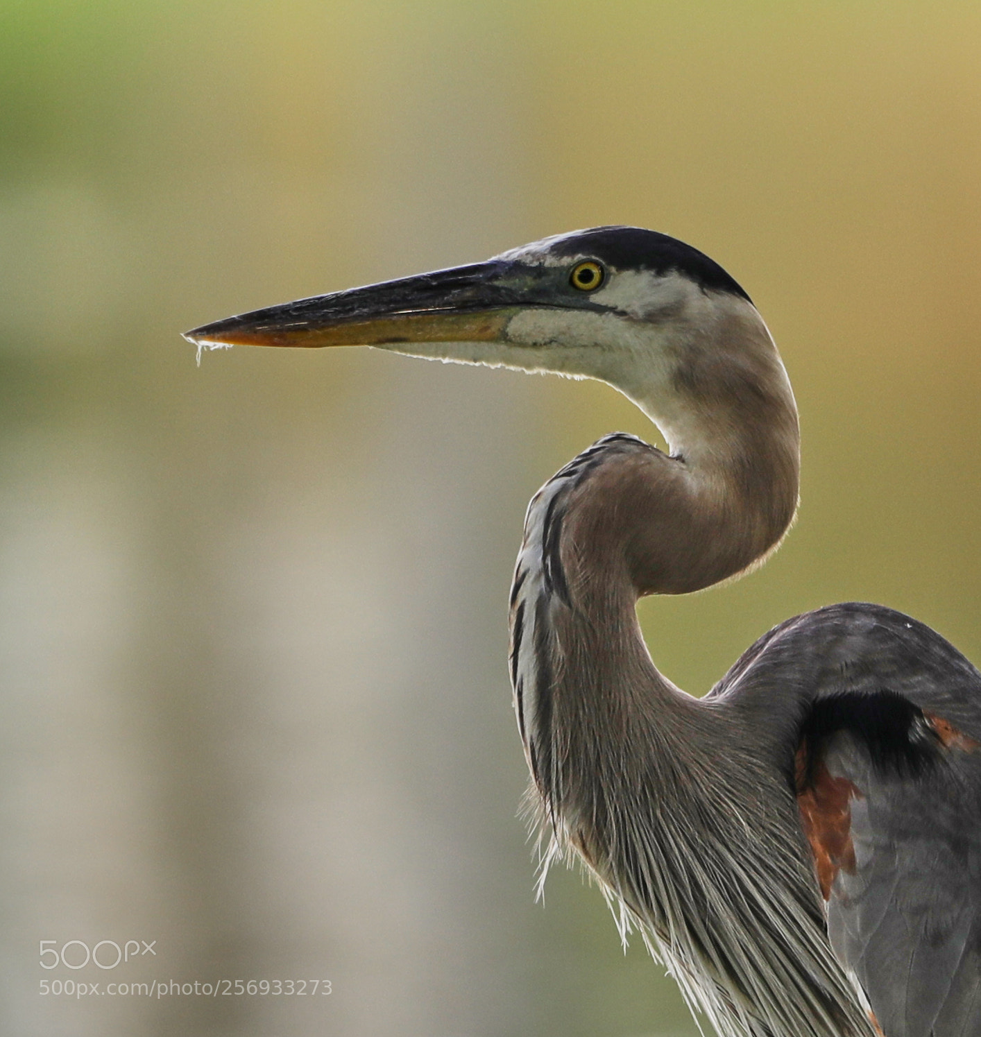 Canon EOS-1D X Mark II sample photo. 05-07-18-0016508.jpg photography