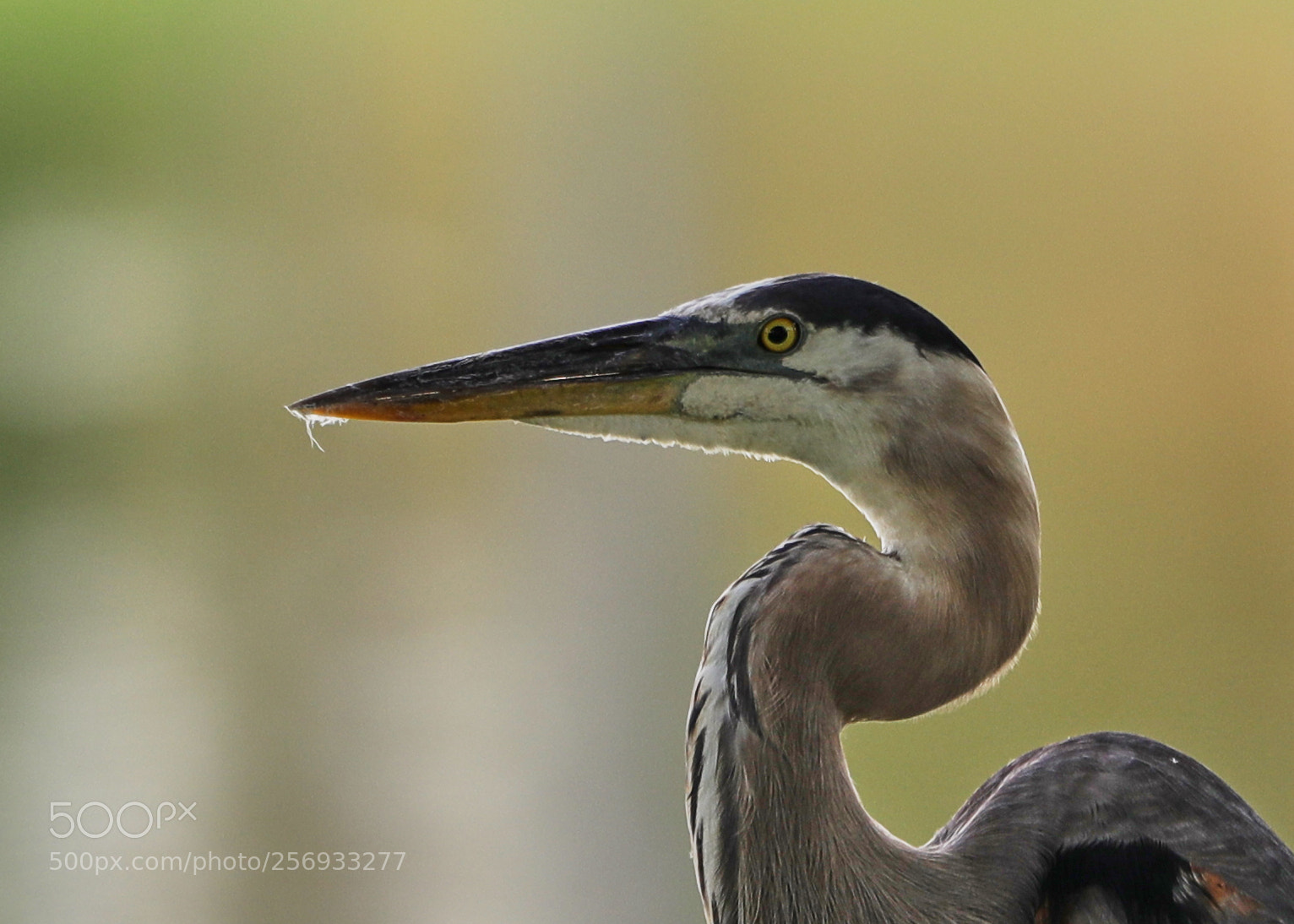 Canon EOS-1D X Mark II sample photo. 05-07-18-0016509.jpg photography