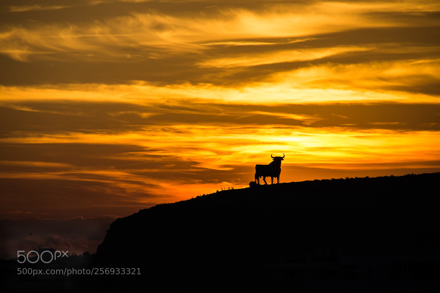 Sony SLT-A77 sample photo. Toro on the hill photography