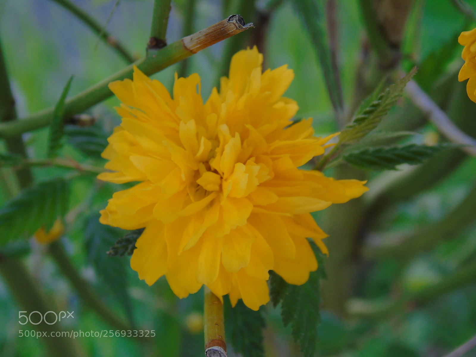 Sony Cyber-shot DSC-H400 sample photo. Yellow gold photography