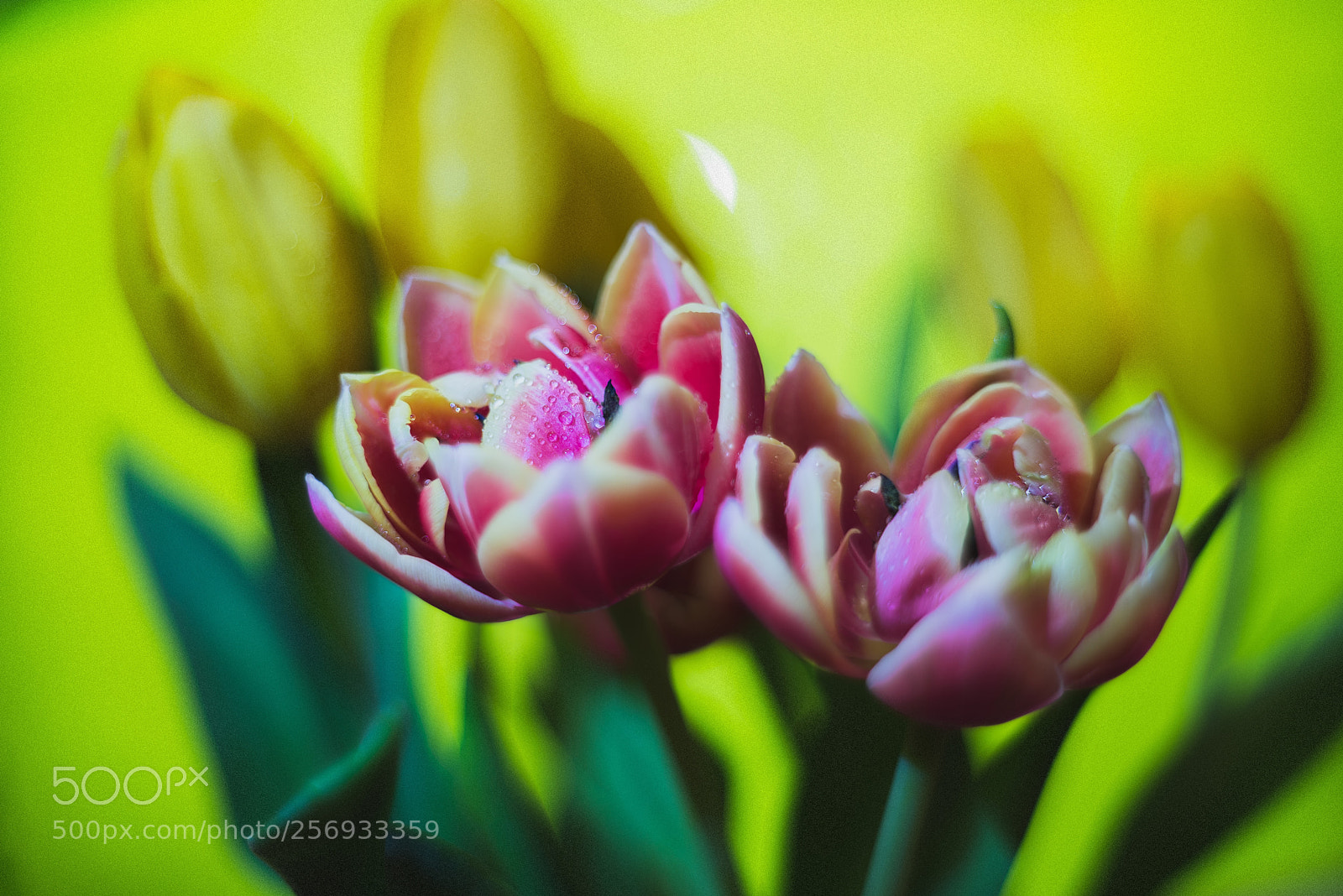 Nikon D610 sample photo. Bouquet photography