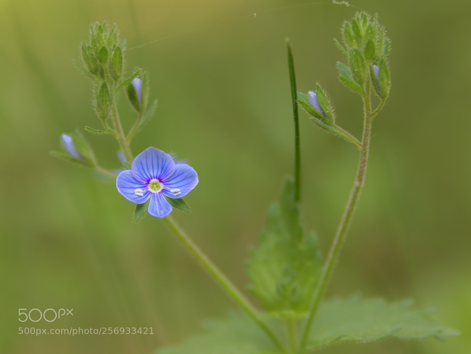 Canon EOS 750D (EOS Rebel T6i / EOS Kiss X8i) sample photo. Flower photography
