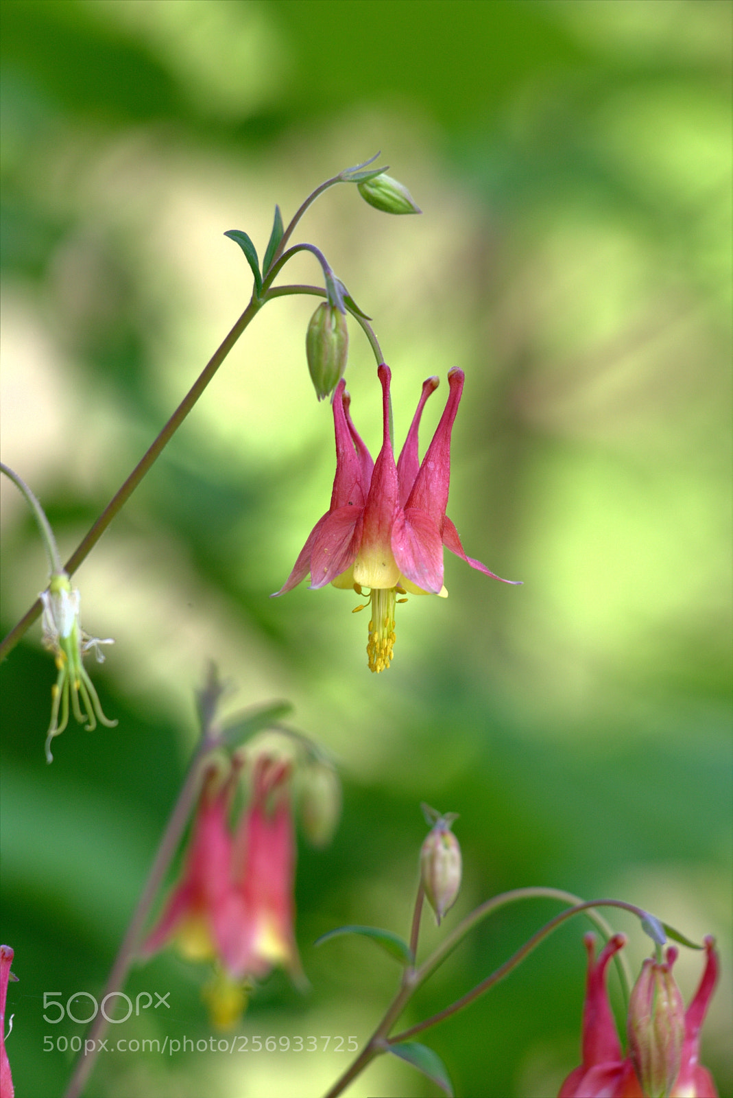 Canon EOS 6D sample photo. Columbine photography