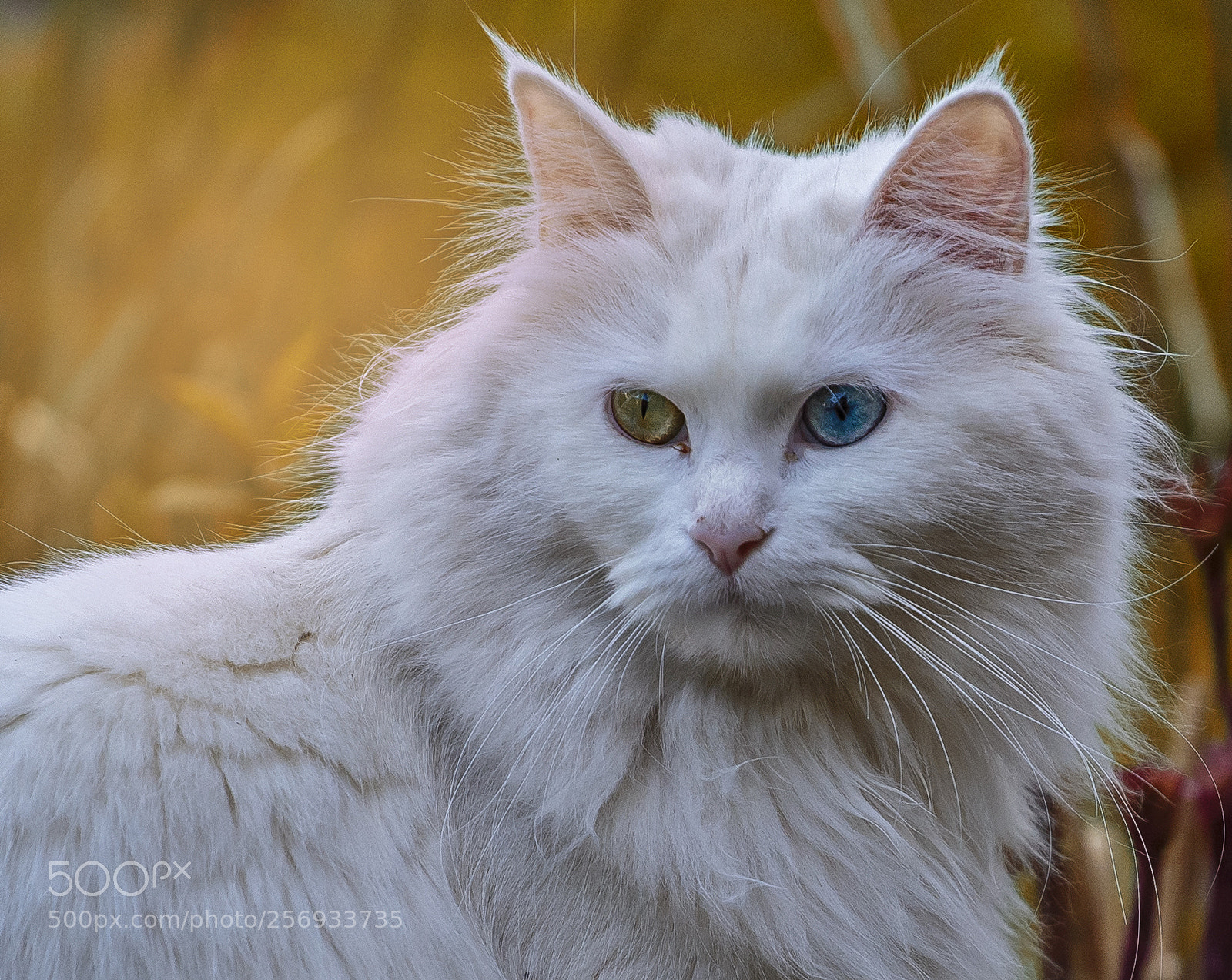 Canon EOS 6D sample photo. Beautiful little friend photography